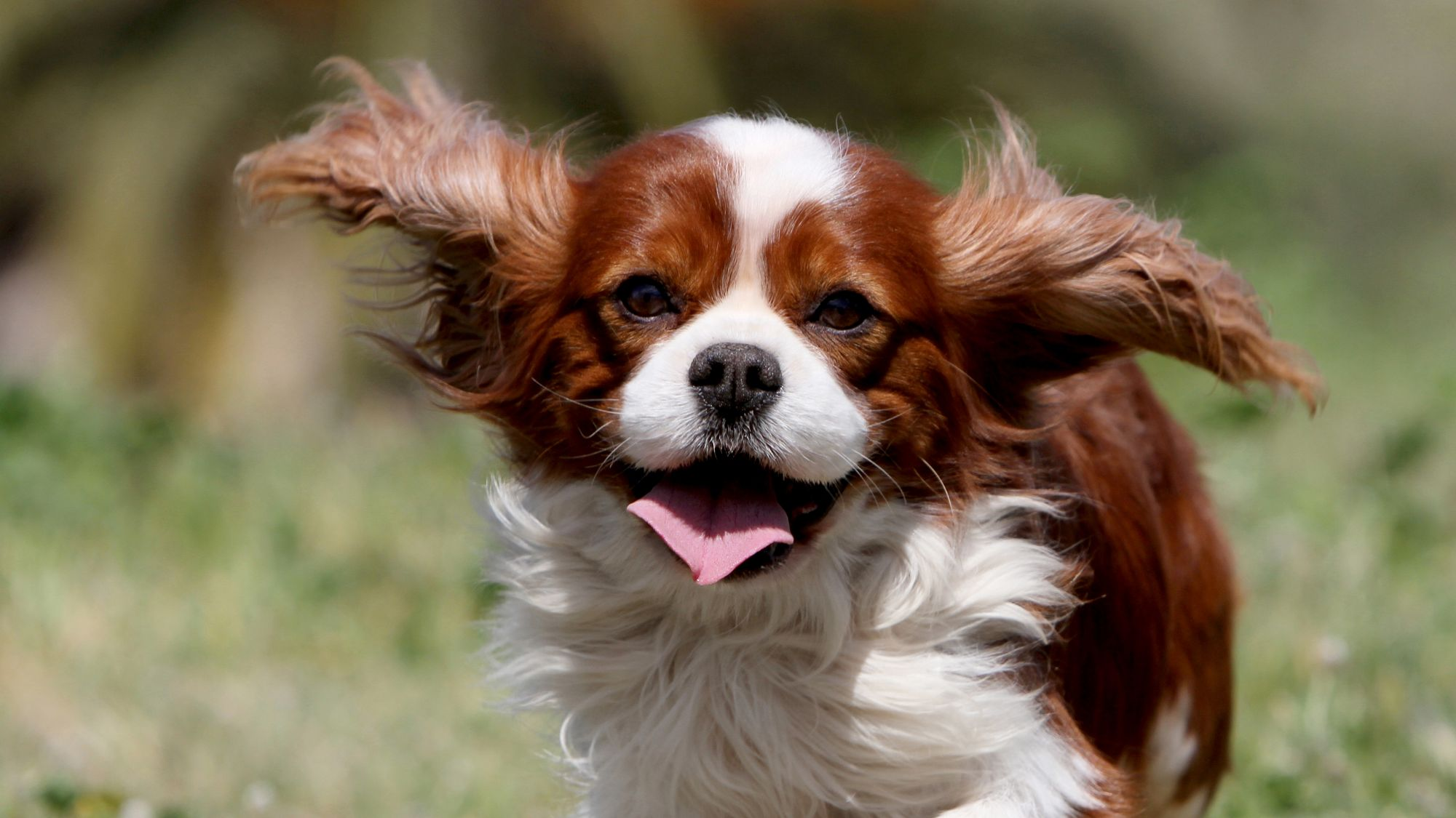 Cavalier King Charles Spaniel bounding through field