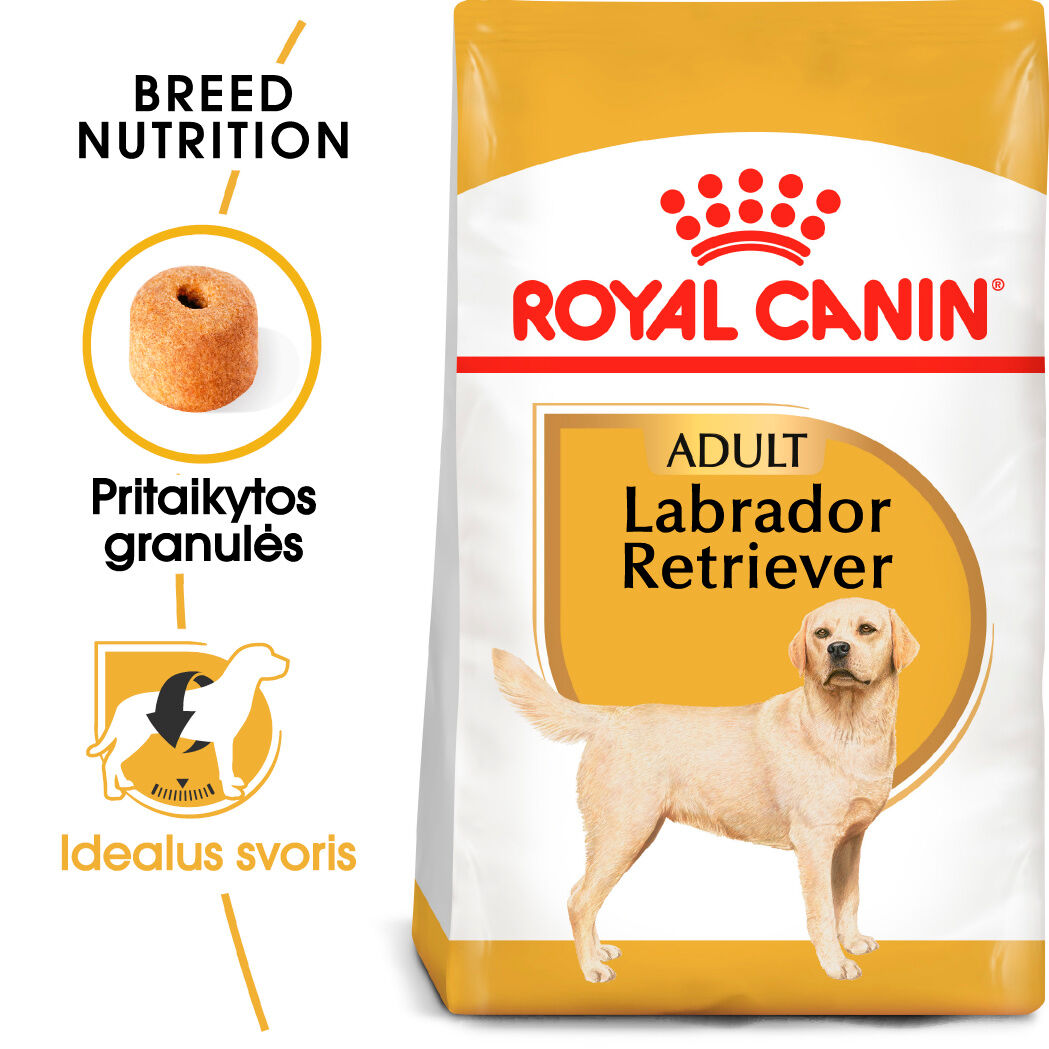 Labrador Retriever Adult