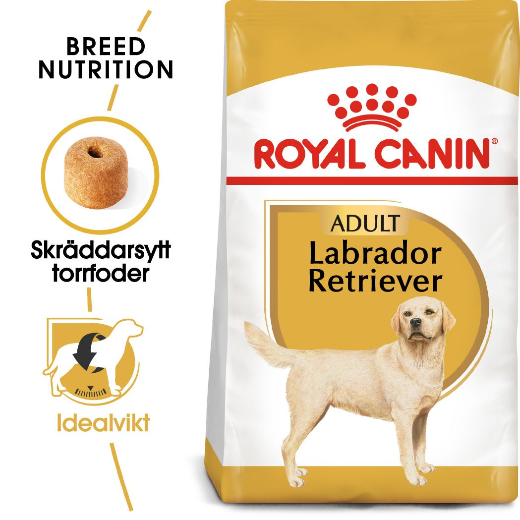 Labrador Retriever Adult