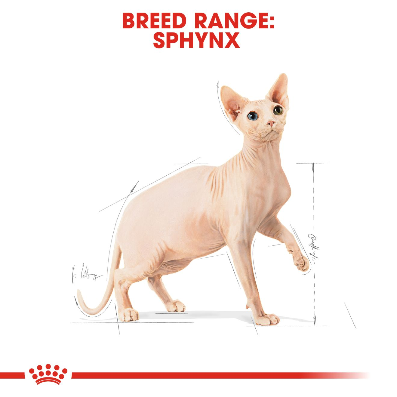 Sphynx Adult Cat Food Royal Canin UK