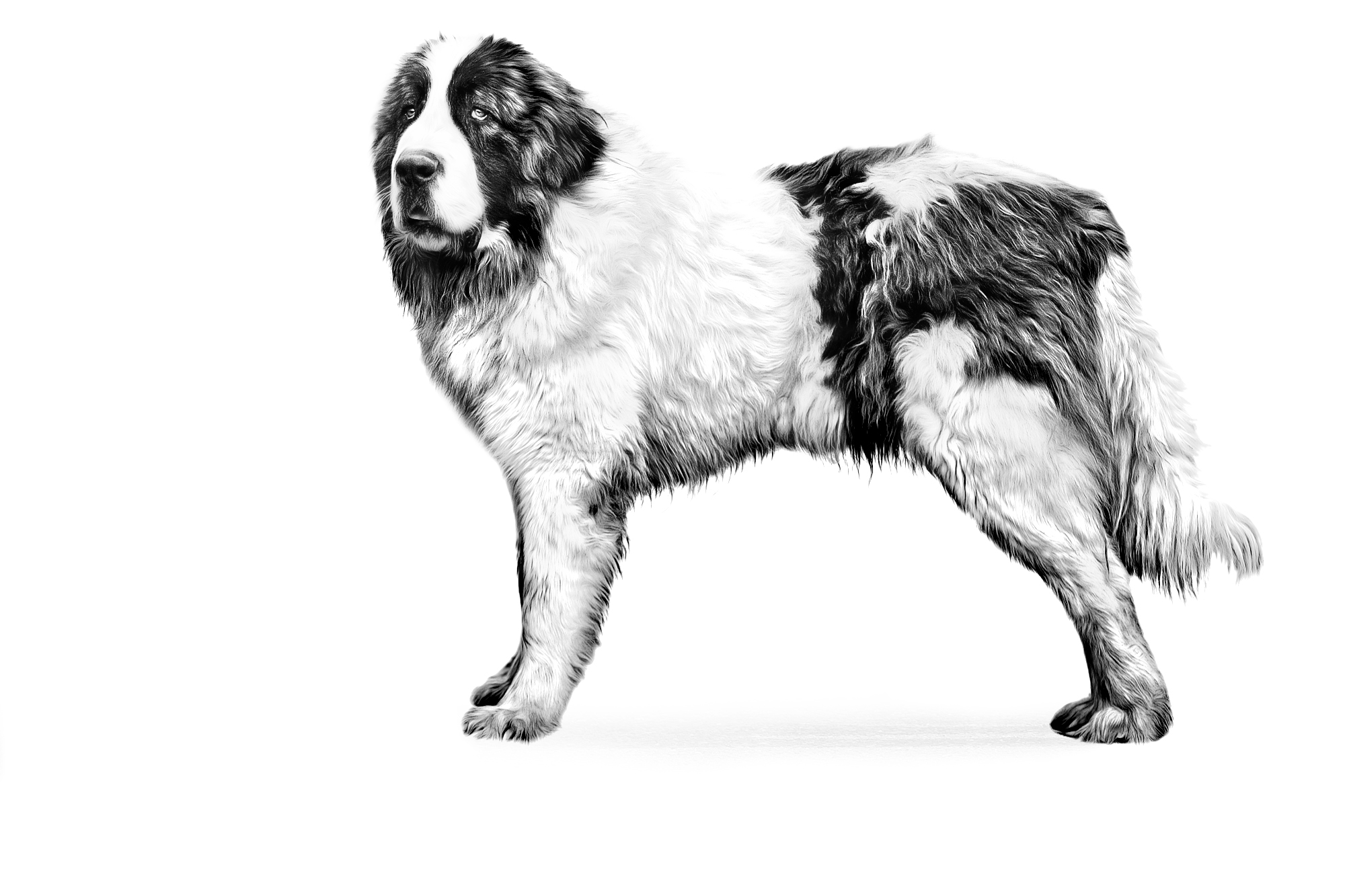 Pyrenean Mastiff adult standing black and white