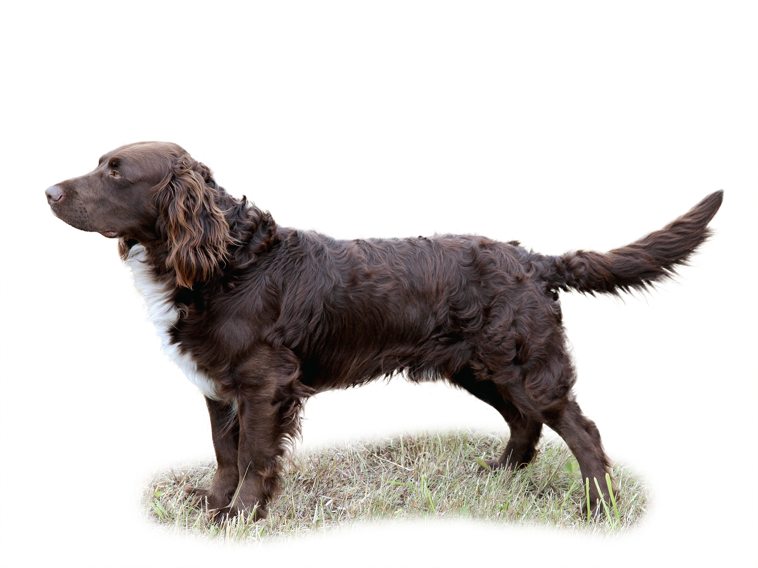 German Spaniel adult black and white