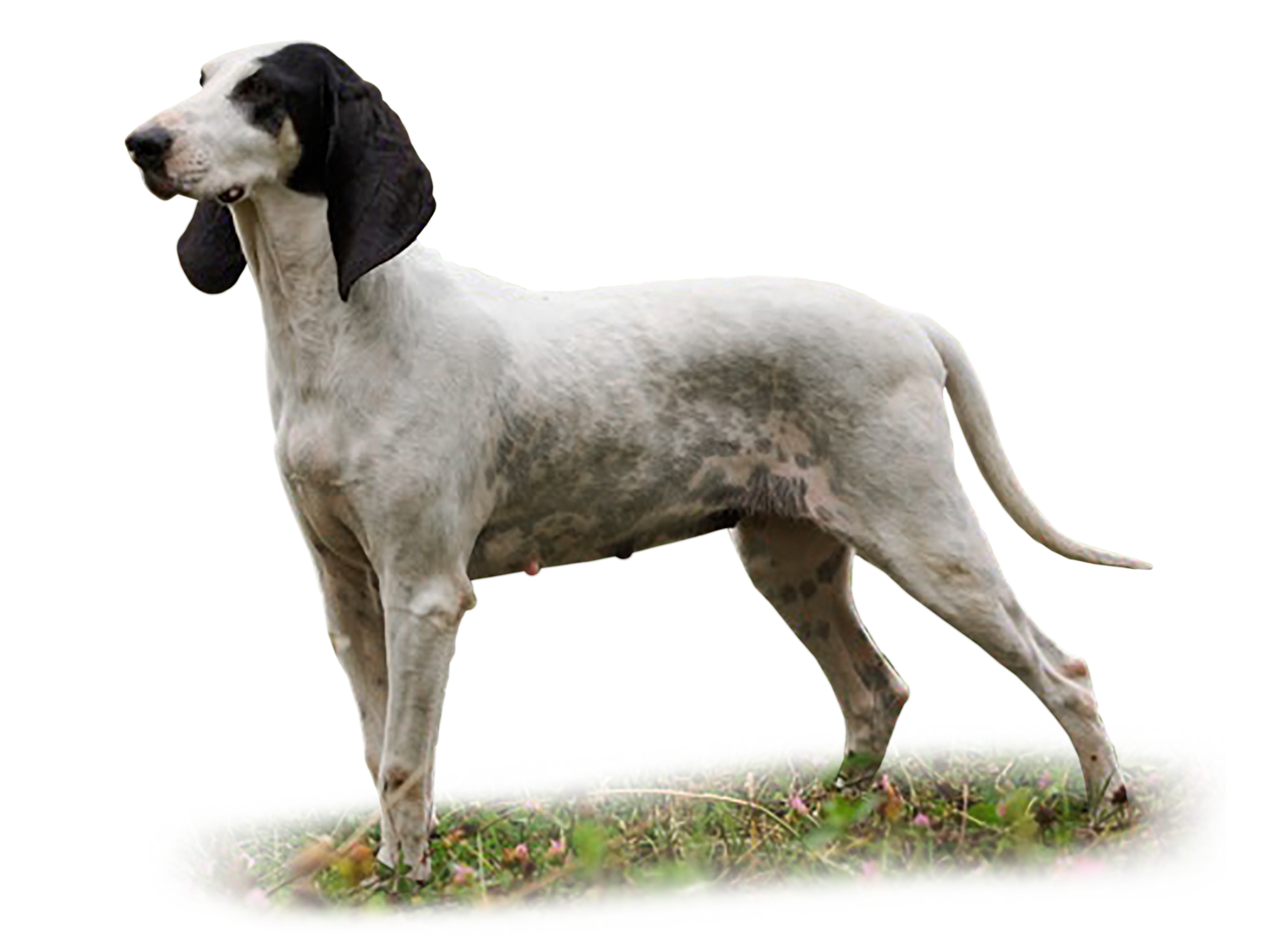 Répertoire Des Races De Chien Royal Canin