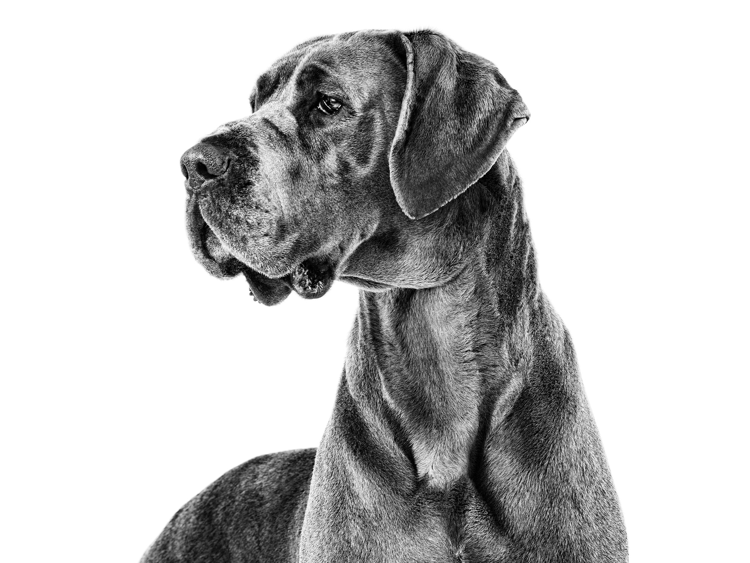 Great Dane in black and white