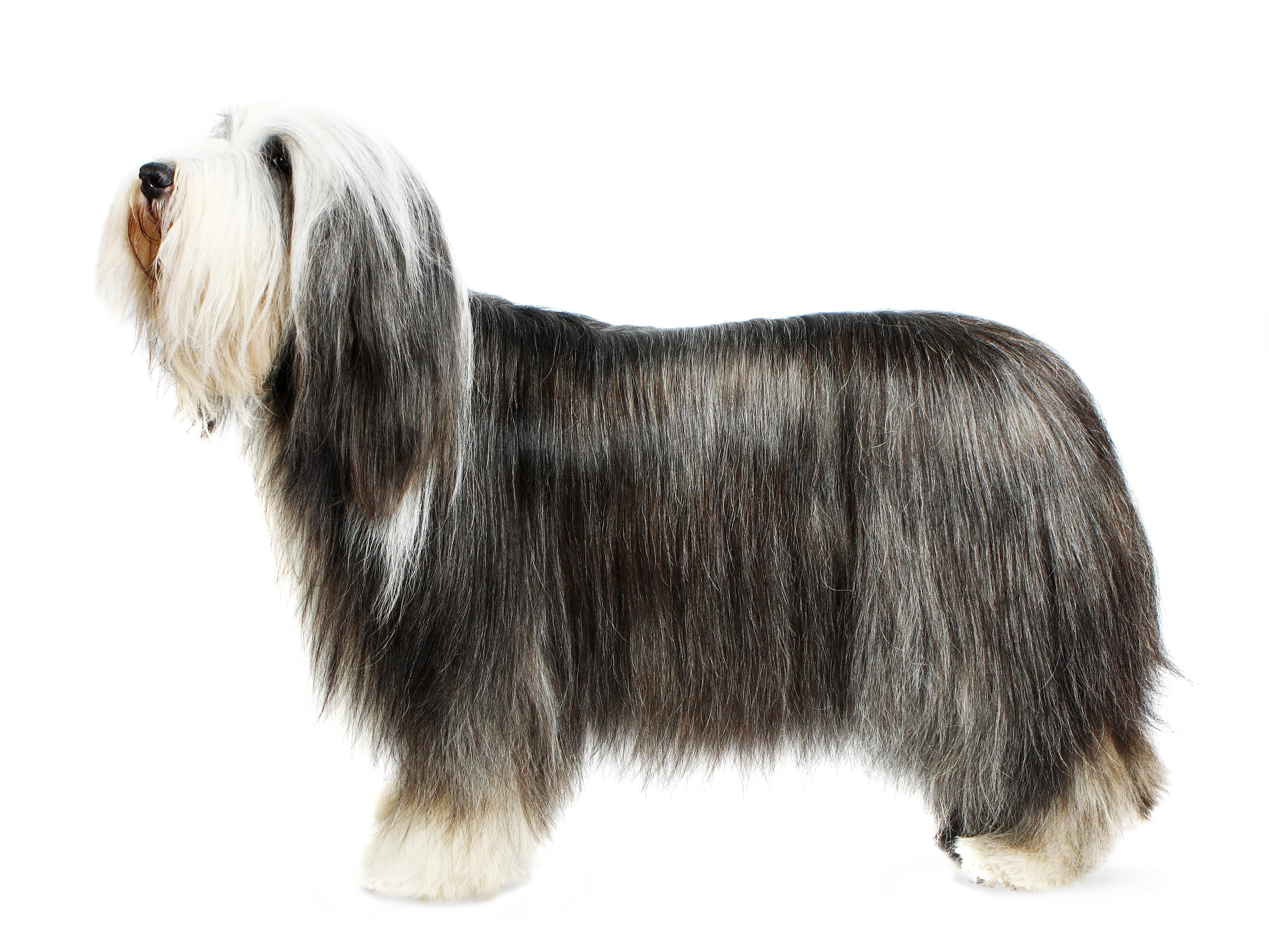 Old English Sheepdog adult black and white