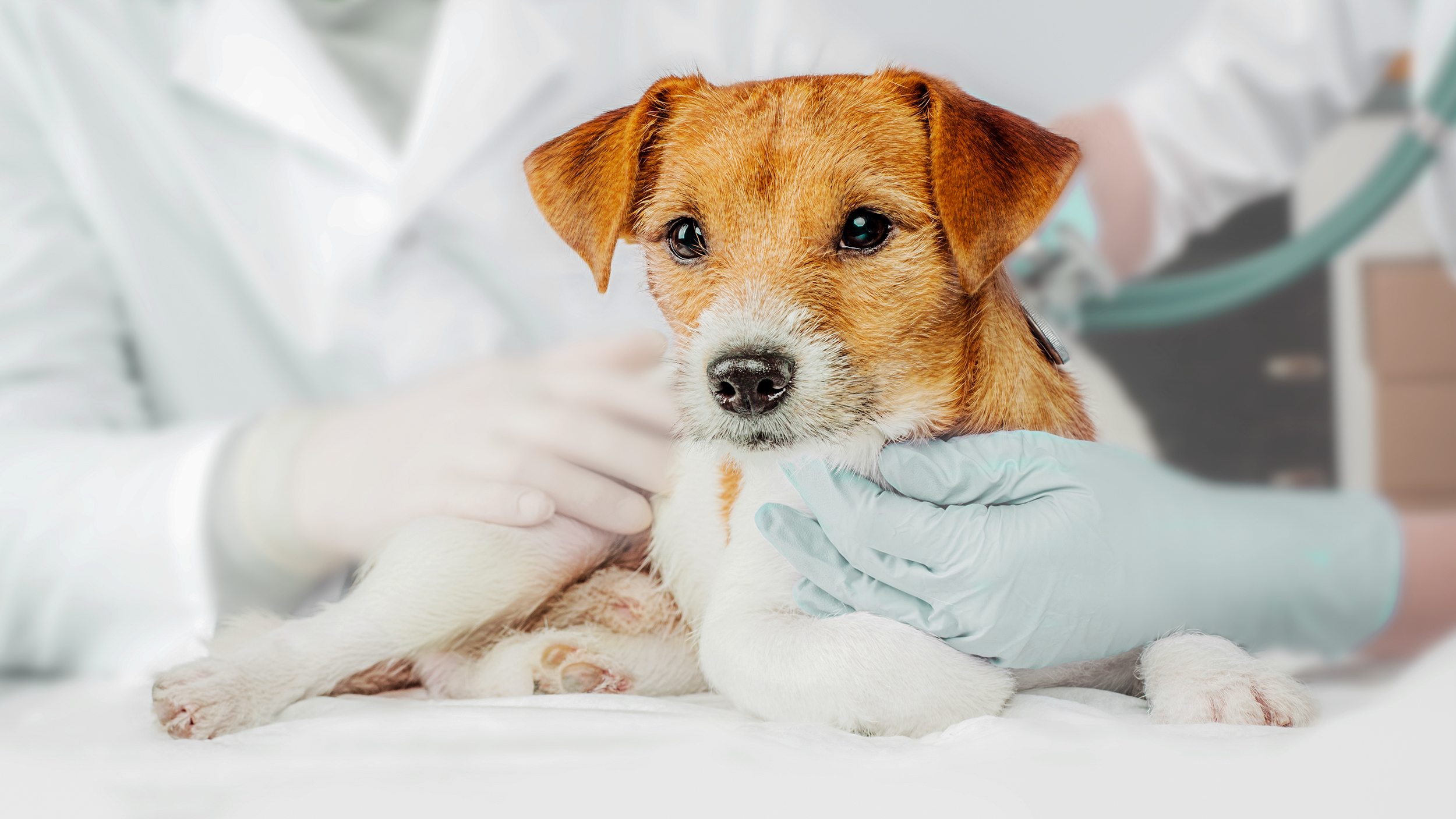 Cão adulto deitado a ser examinado numa clínica veterinária.