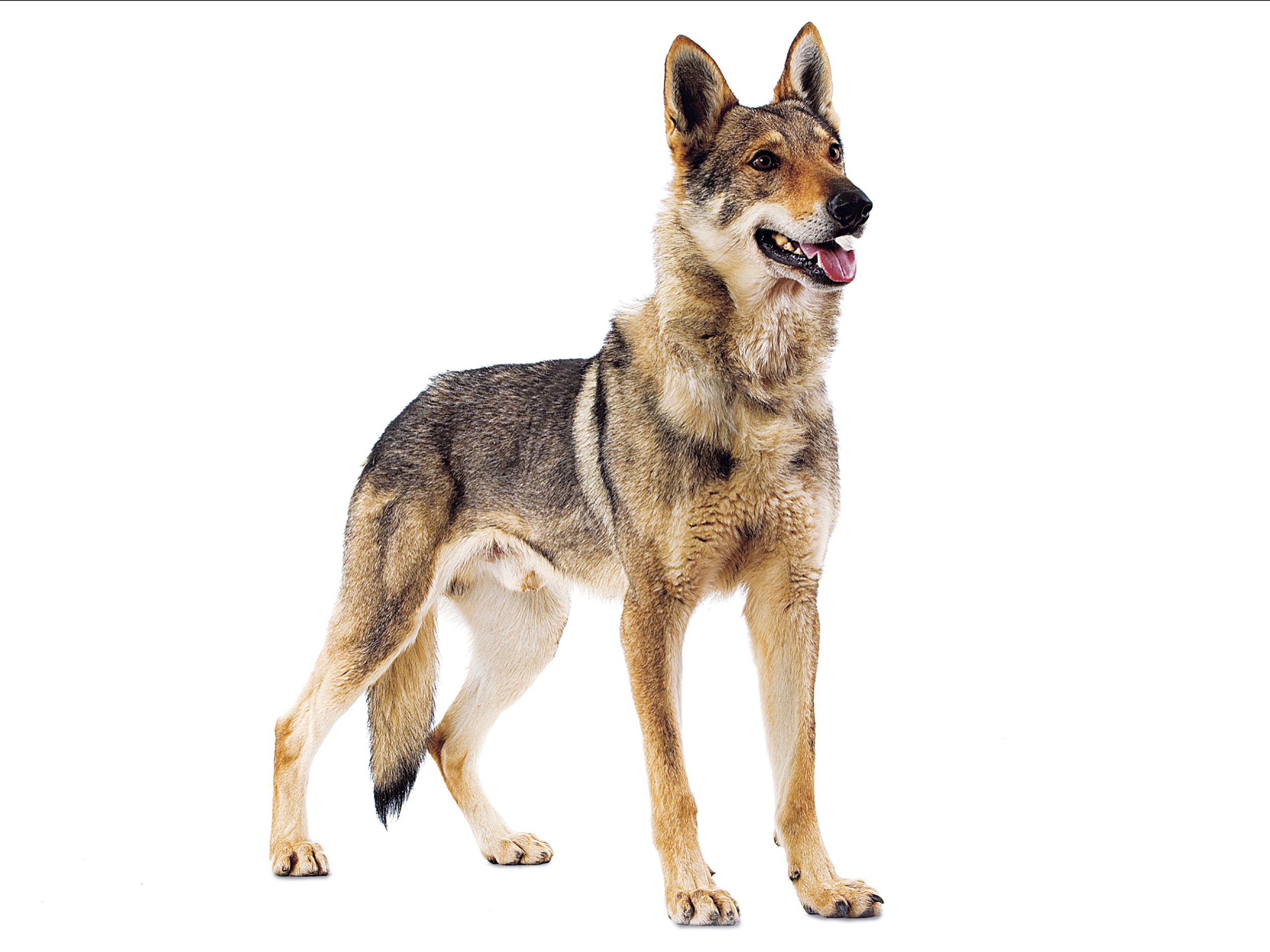 Czechoslovakian wolfdog adult lying black and white