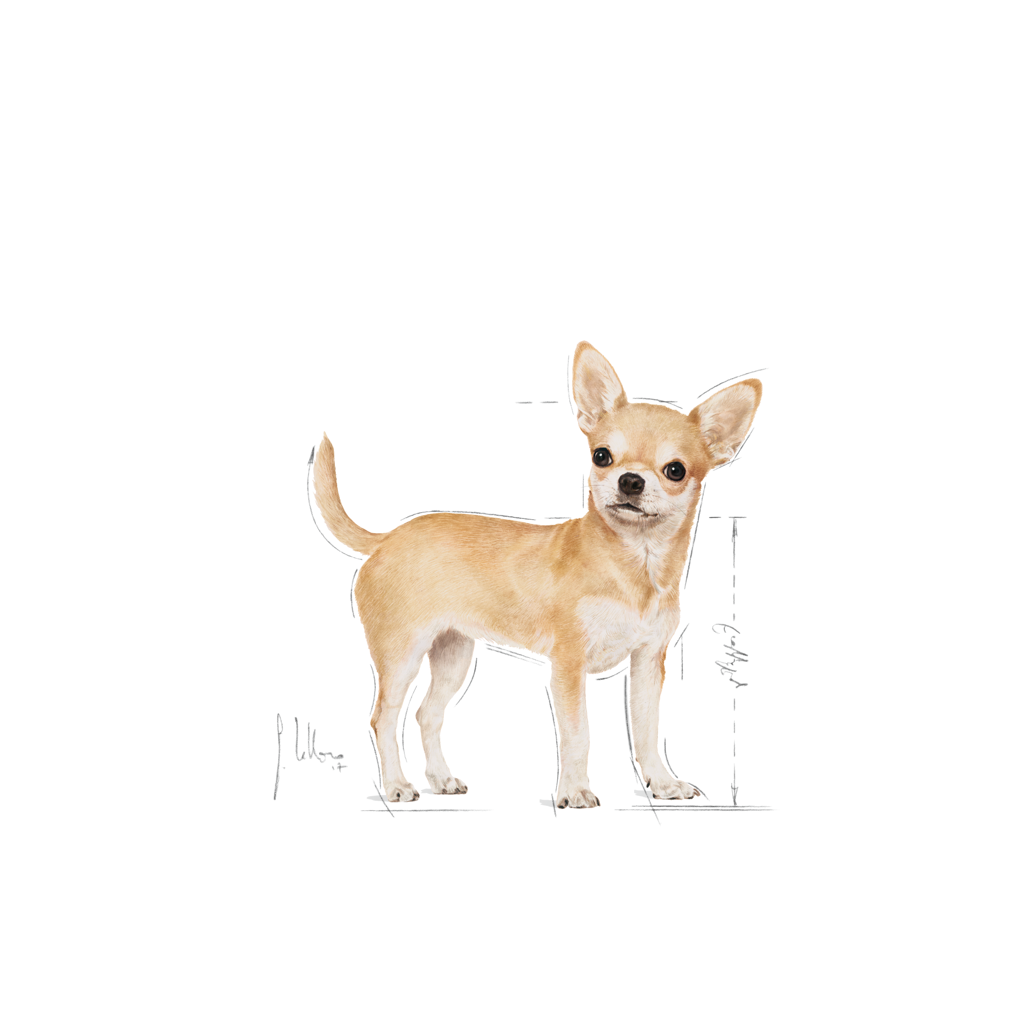 Chihuahua karma mokra - pasztet