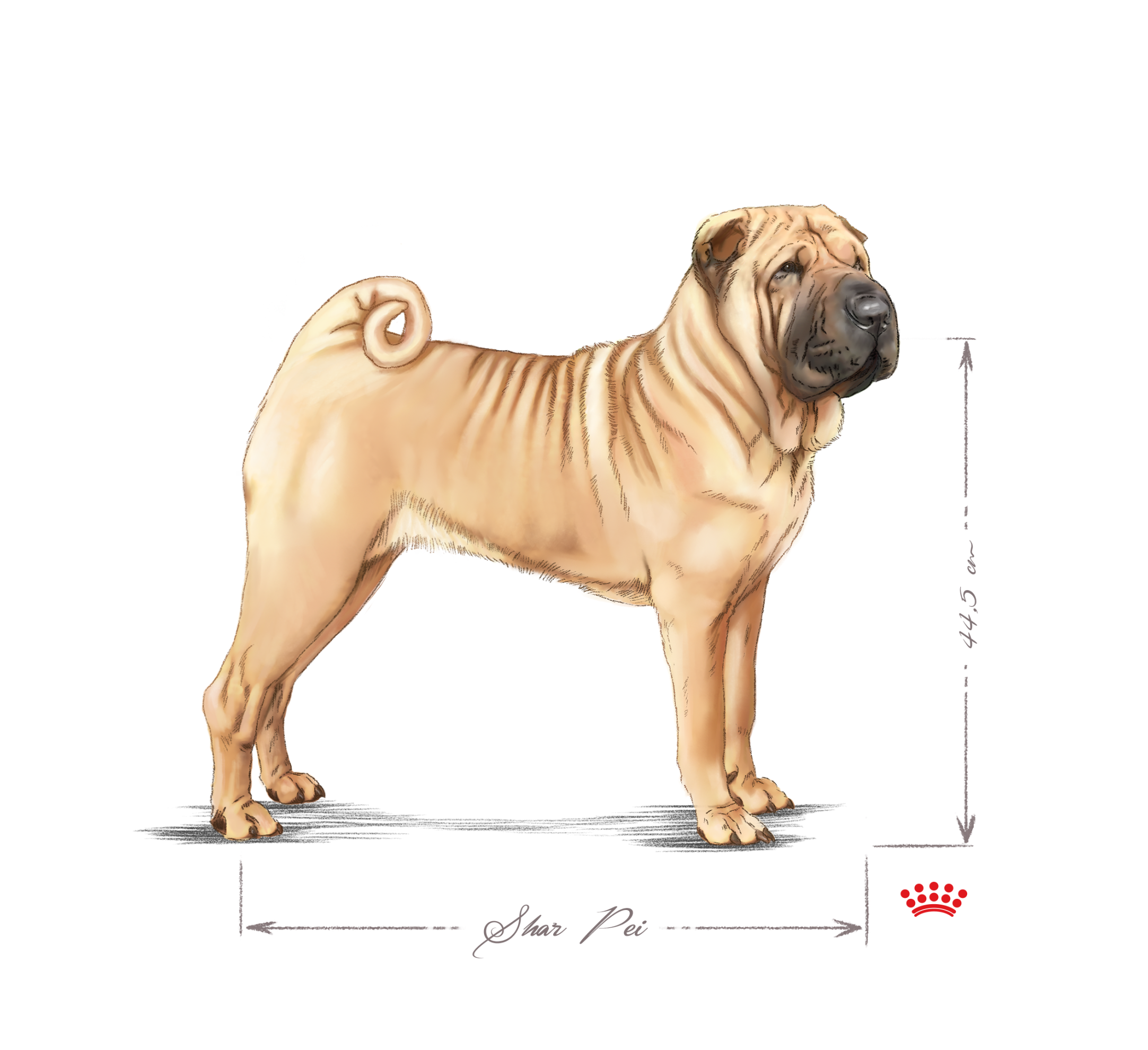  Shar Pei