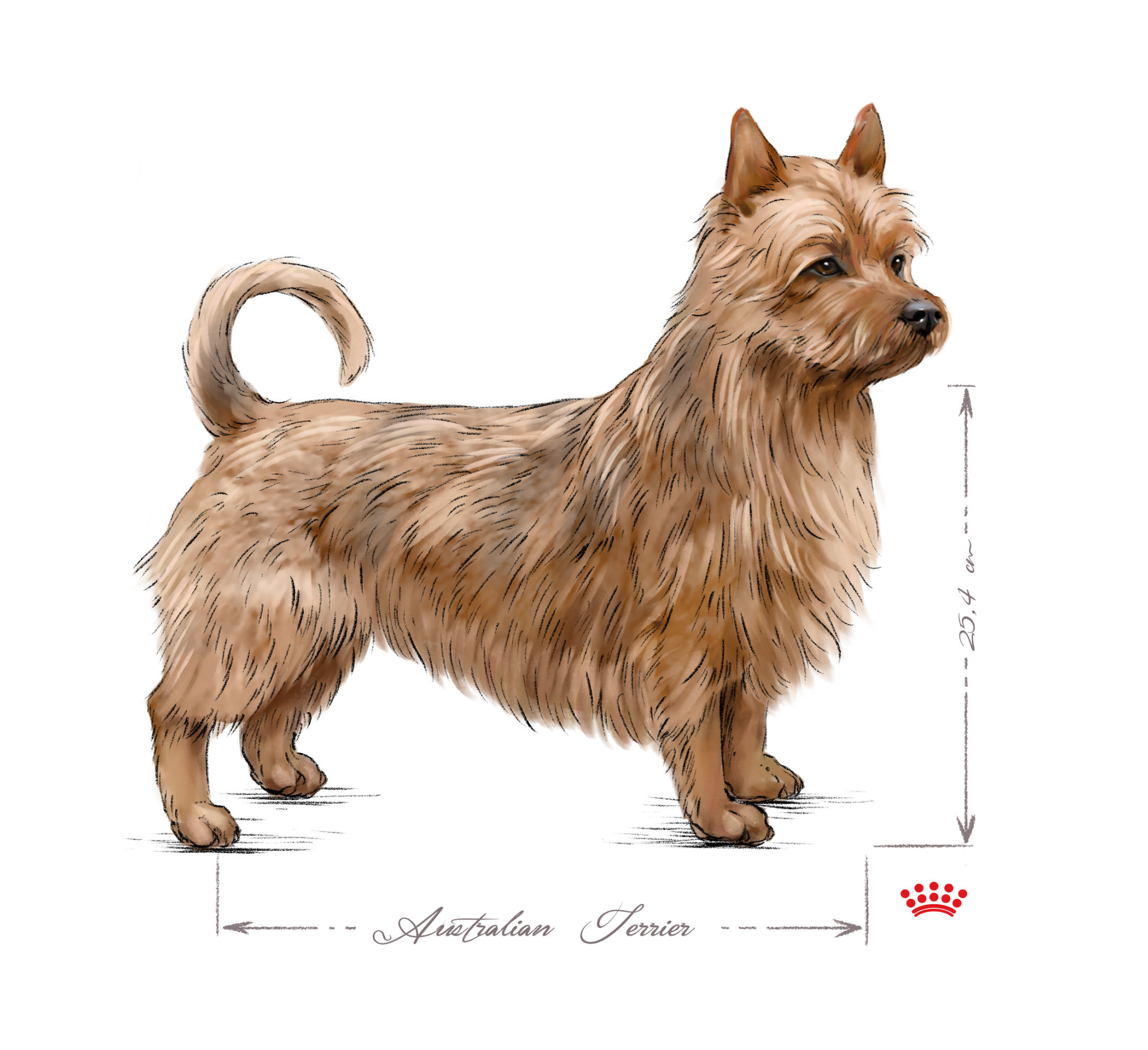 Australian Terrier in bianco e nero