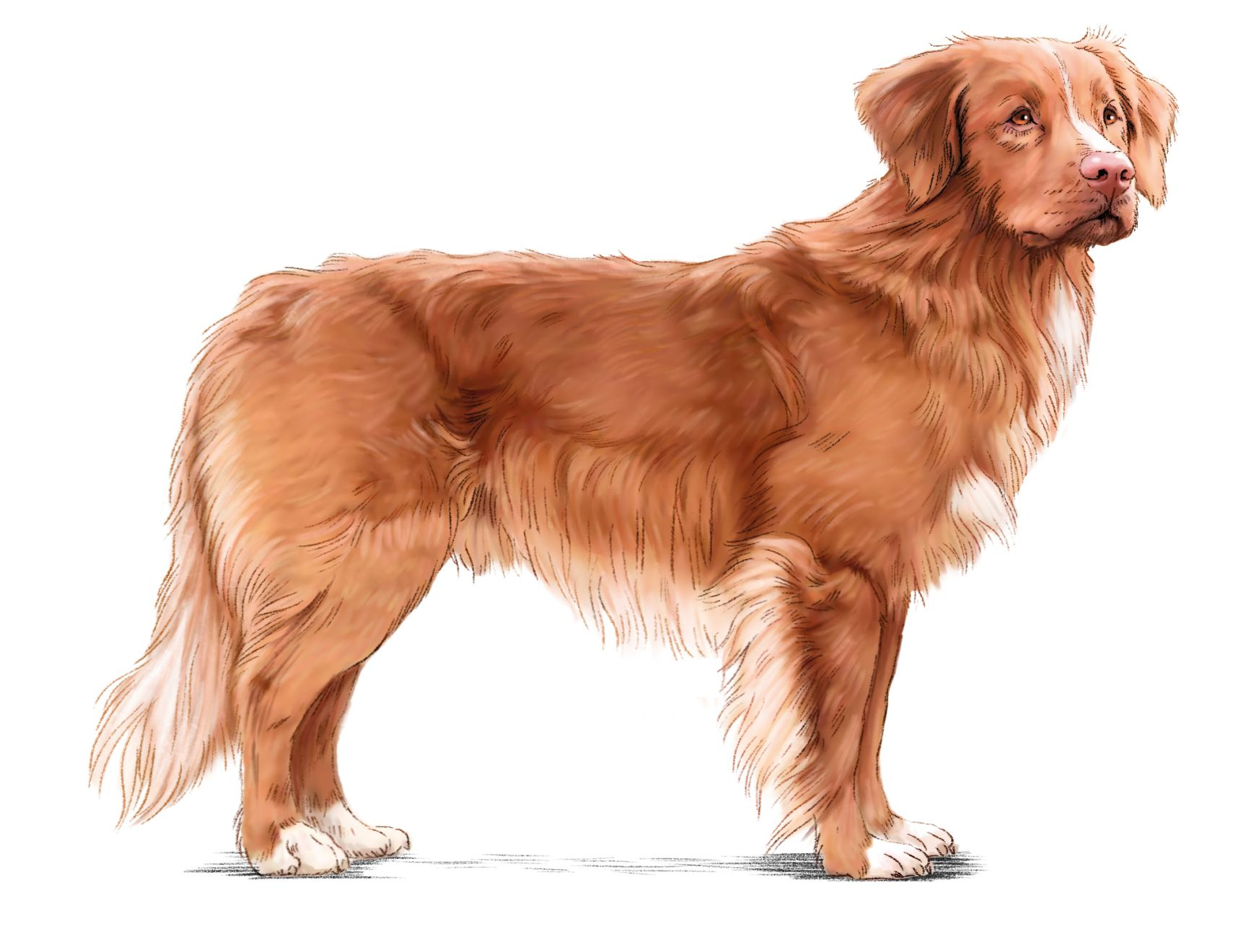 Illustration of Nova Scotia Duck Tolling Retriever