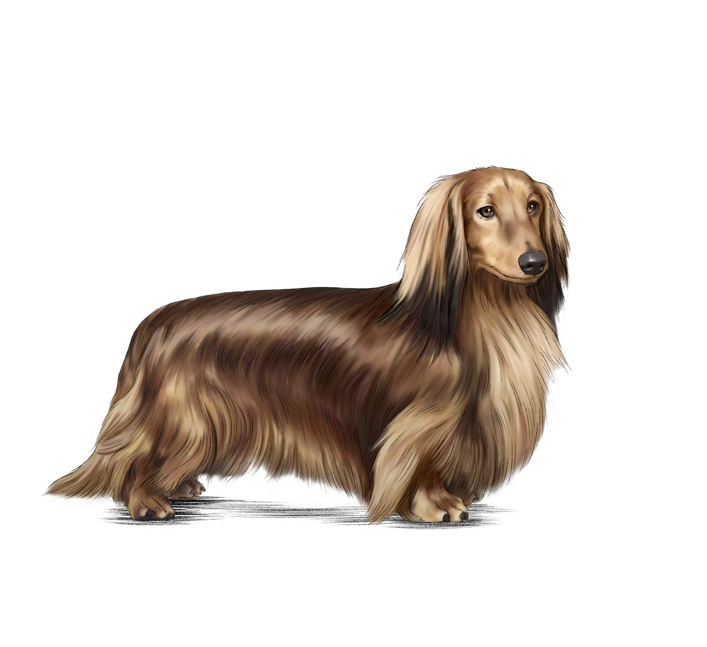 Illustration of brown and beige standard long-haired dachshund