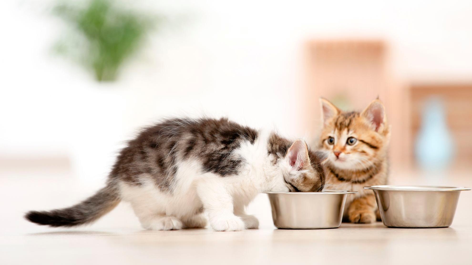 Twee kittens eten uit een voerbakje binnenshuis