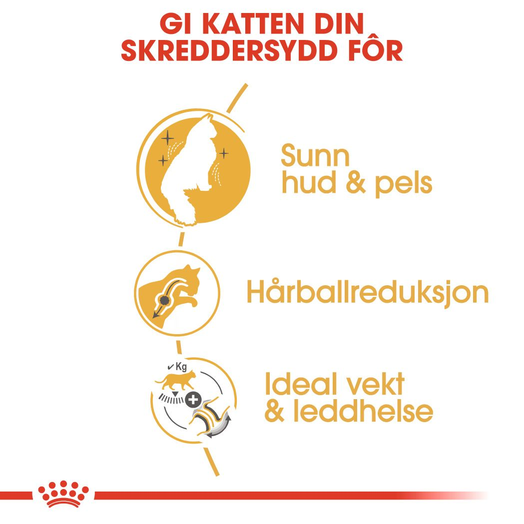 Norwegian Forest Cat Adult