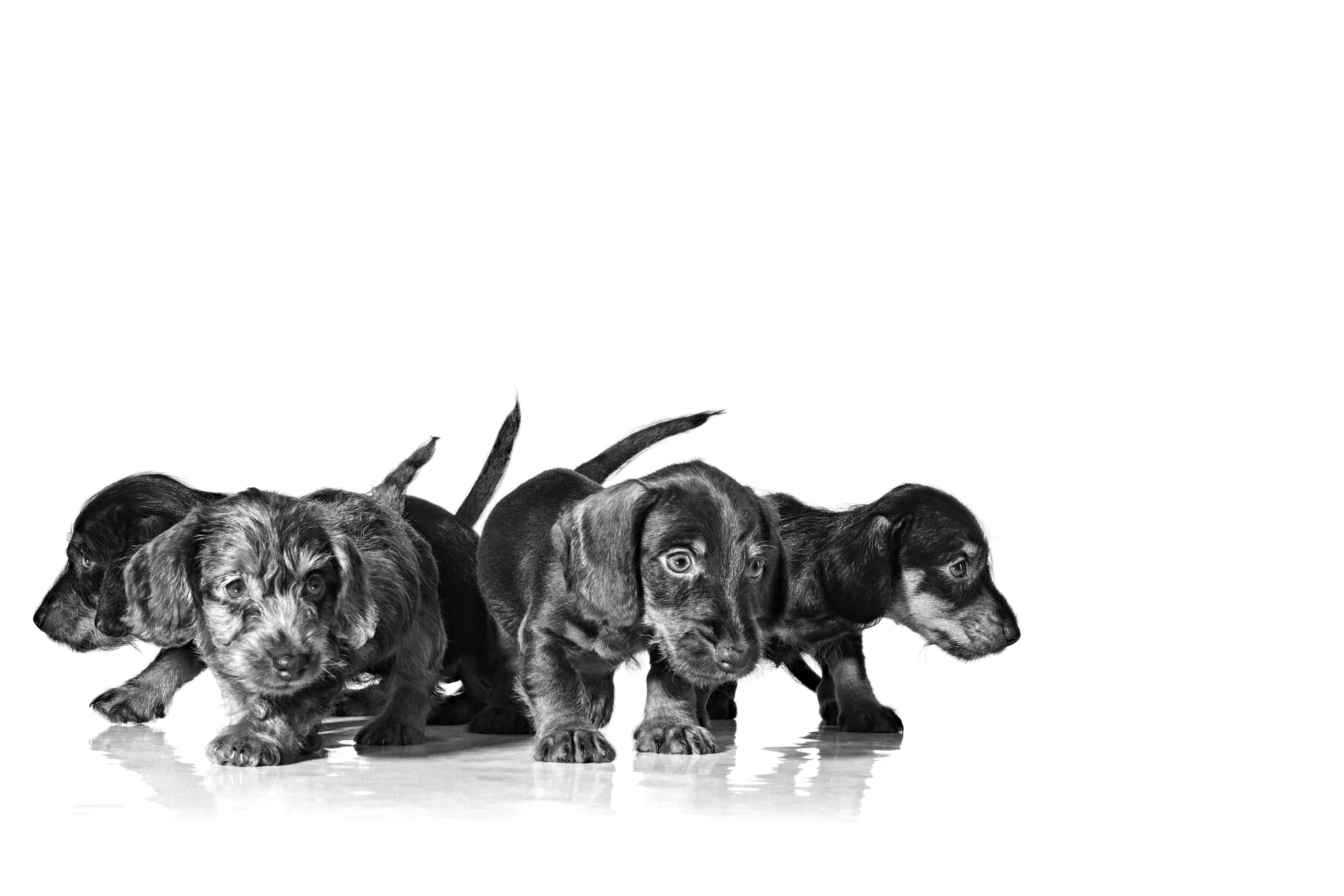 Dachshund puppies in black and white