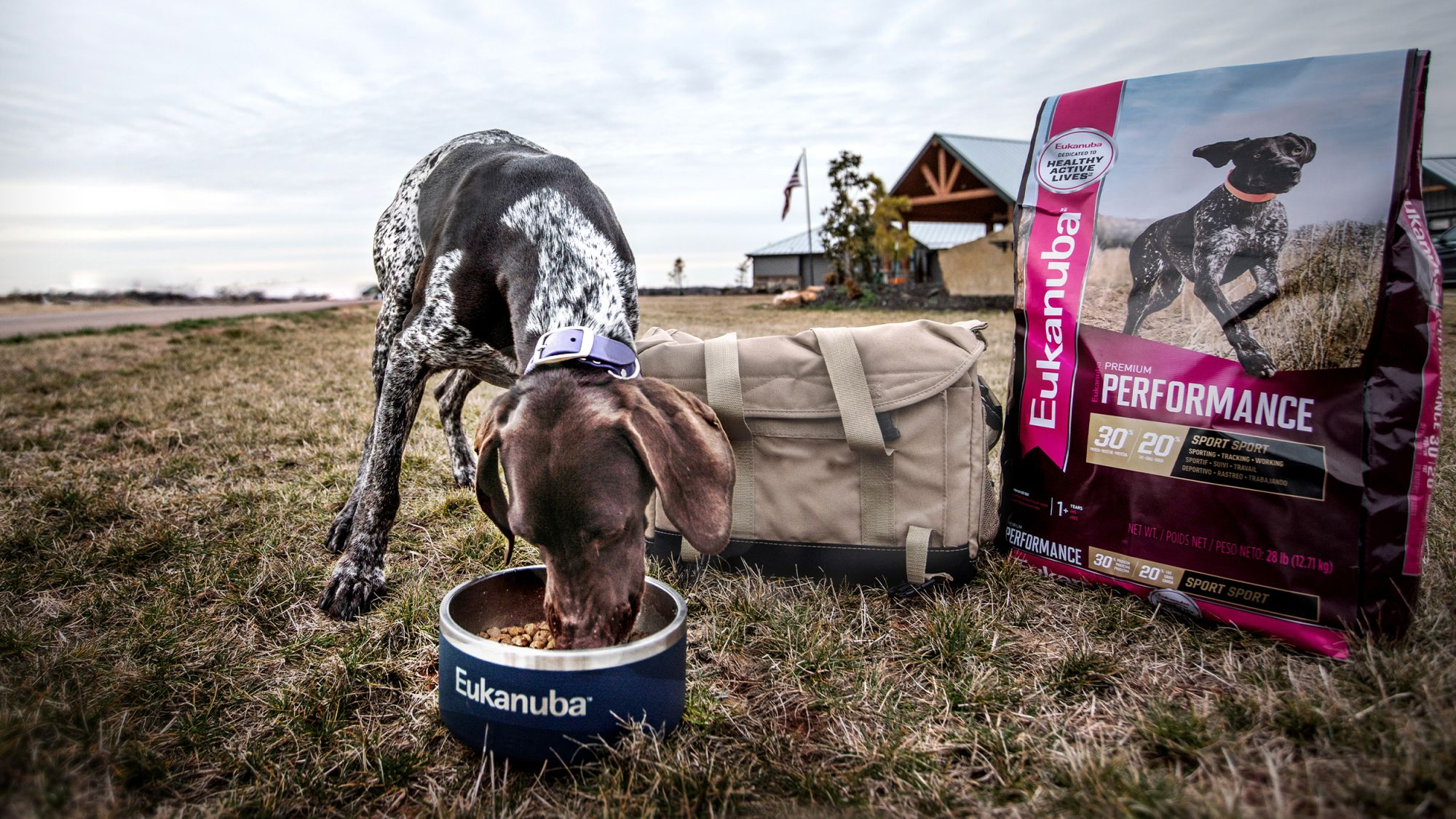 Dog food shop similar to eukanuba