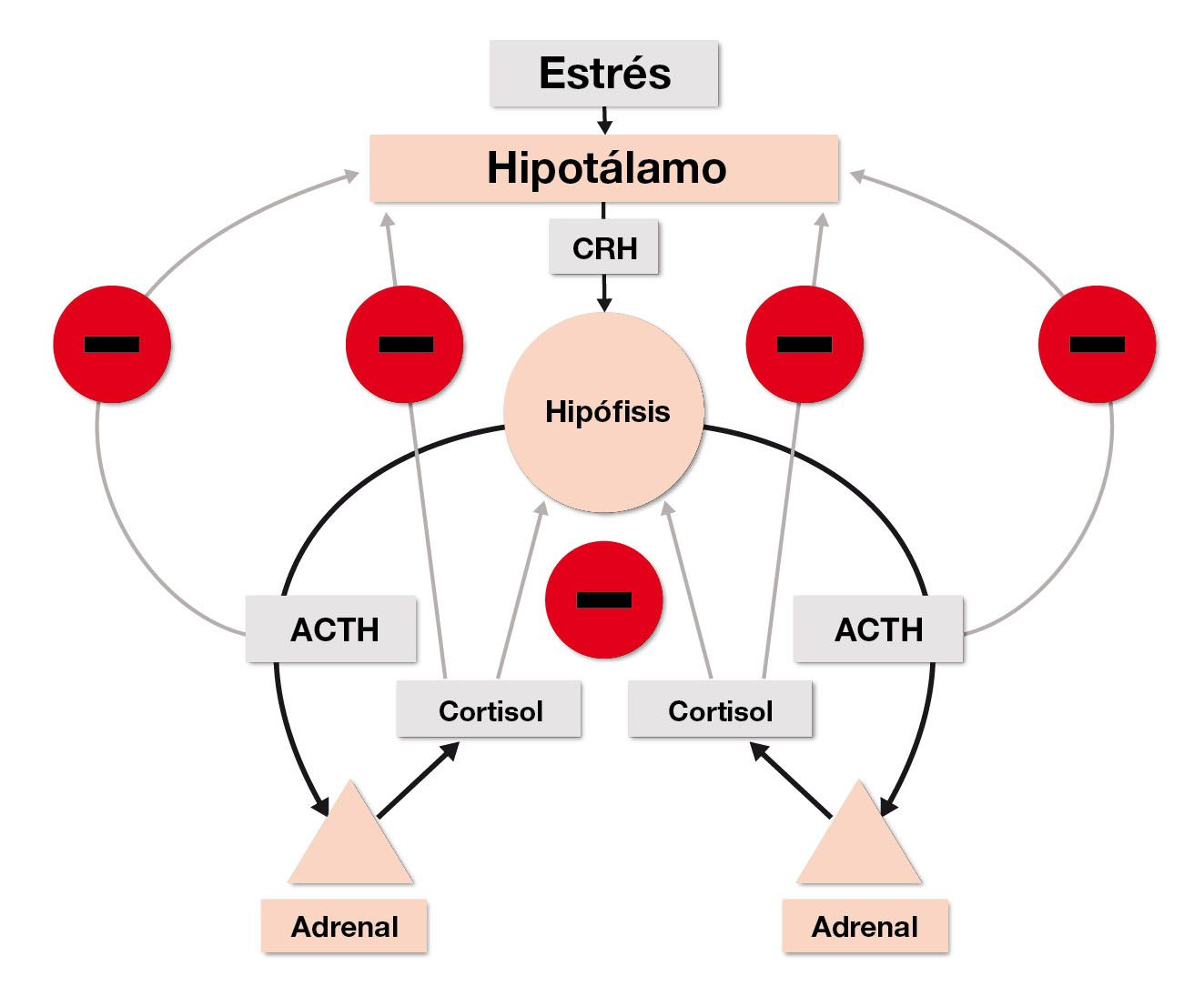 El eje hipotalámico-hipofisario-adrenal en un animal sano permite asegurar la homeostasis del cortisol