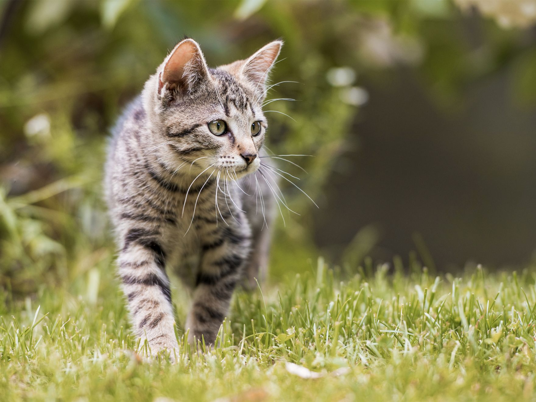 Cat outside walking through the grass