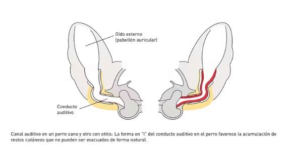 dermatology ear condition