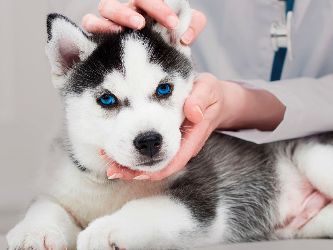 Puppy Siberian Husky lying down being examined in a vets office.