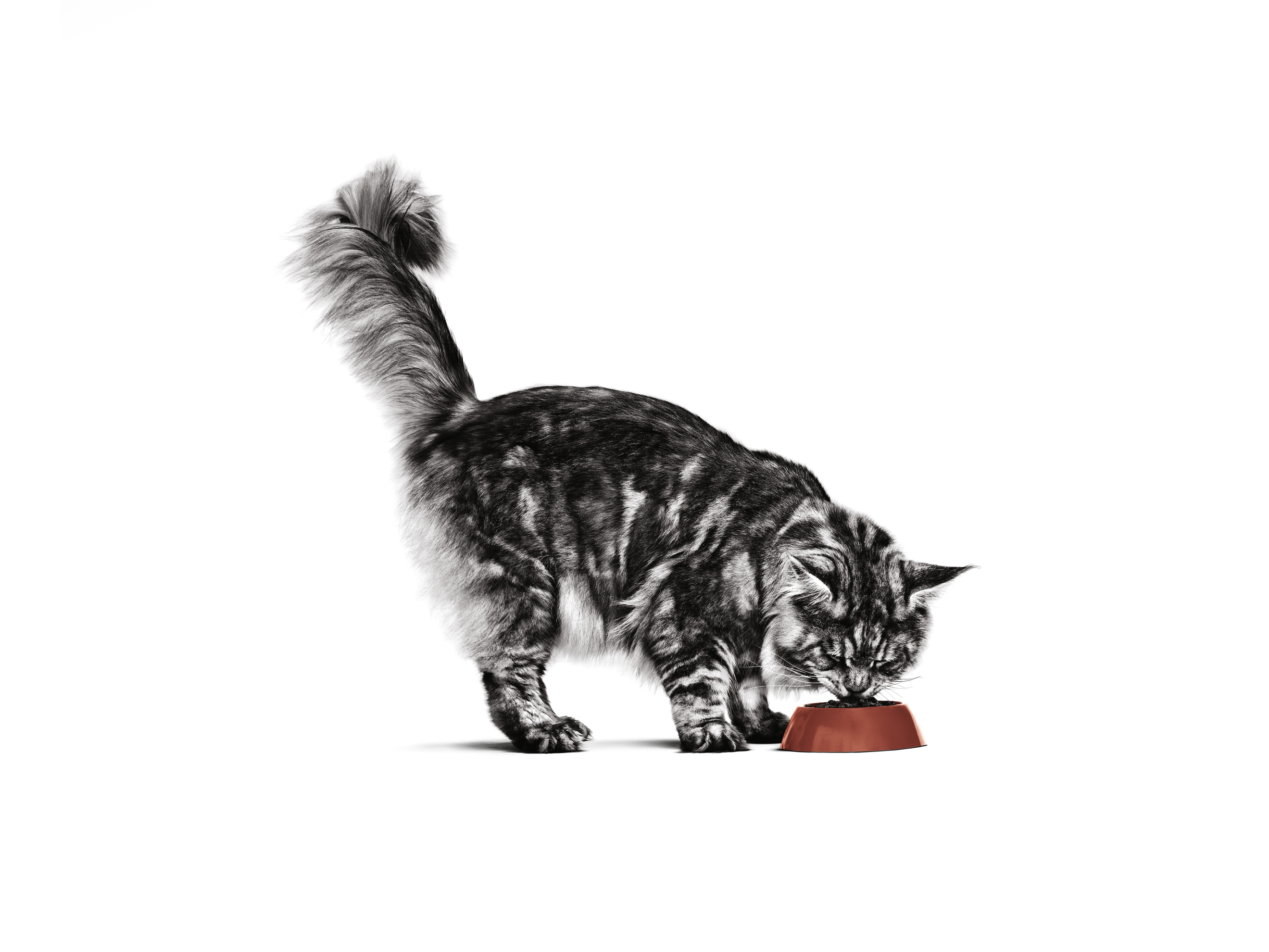 Maine Coon adult eating on a white background 