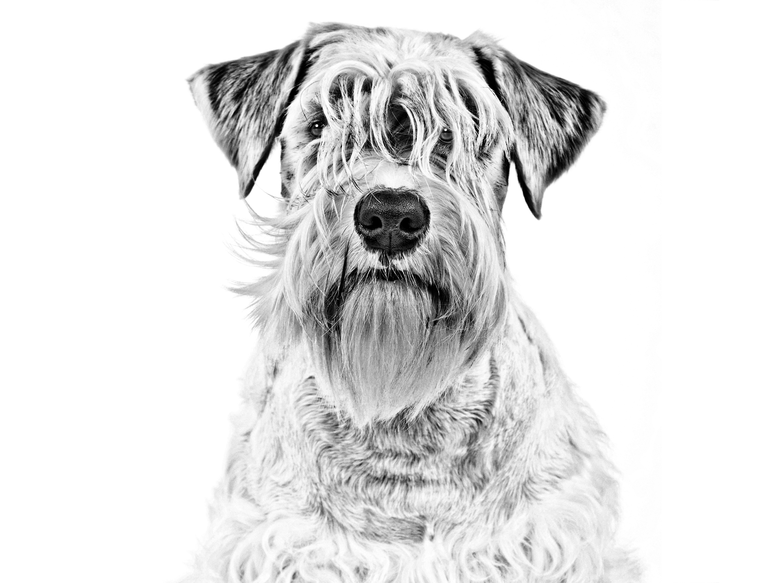 Royal canin hot sale wheaten terrier