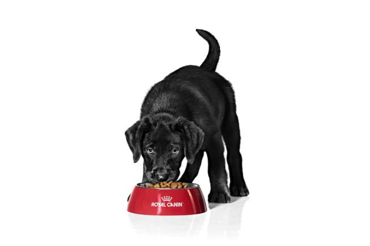 Black Labrador puppy in black and white eating from a red bowl