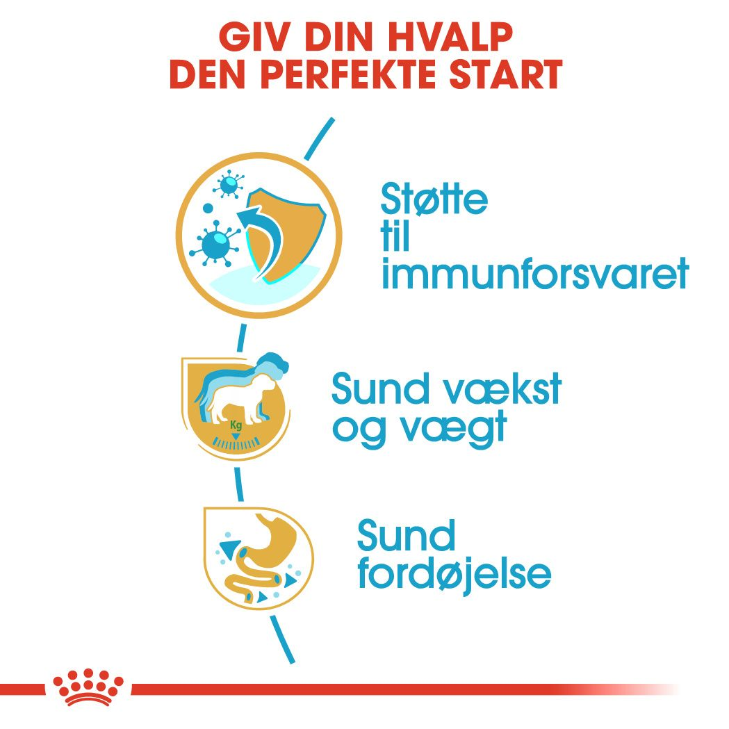 Labrador Retriever Puppy