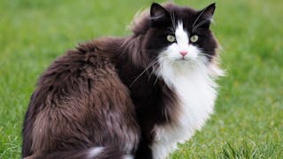 Prävalenz chronischer gastrointestinaler Symptome bei Katzen