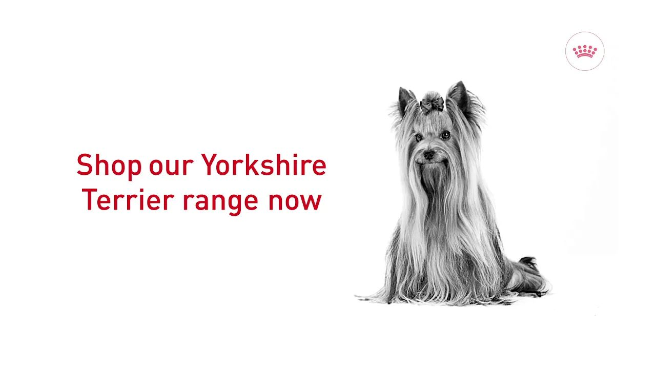 yorkshire terrier products range