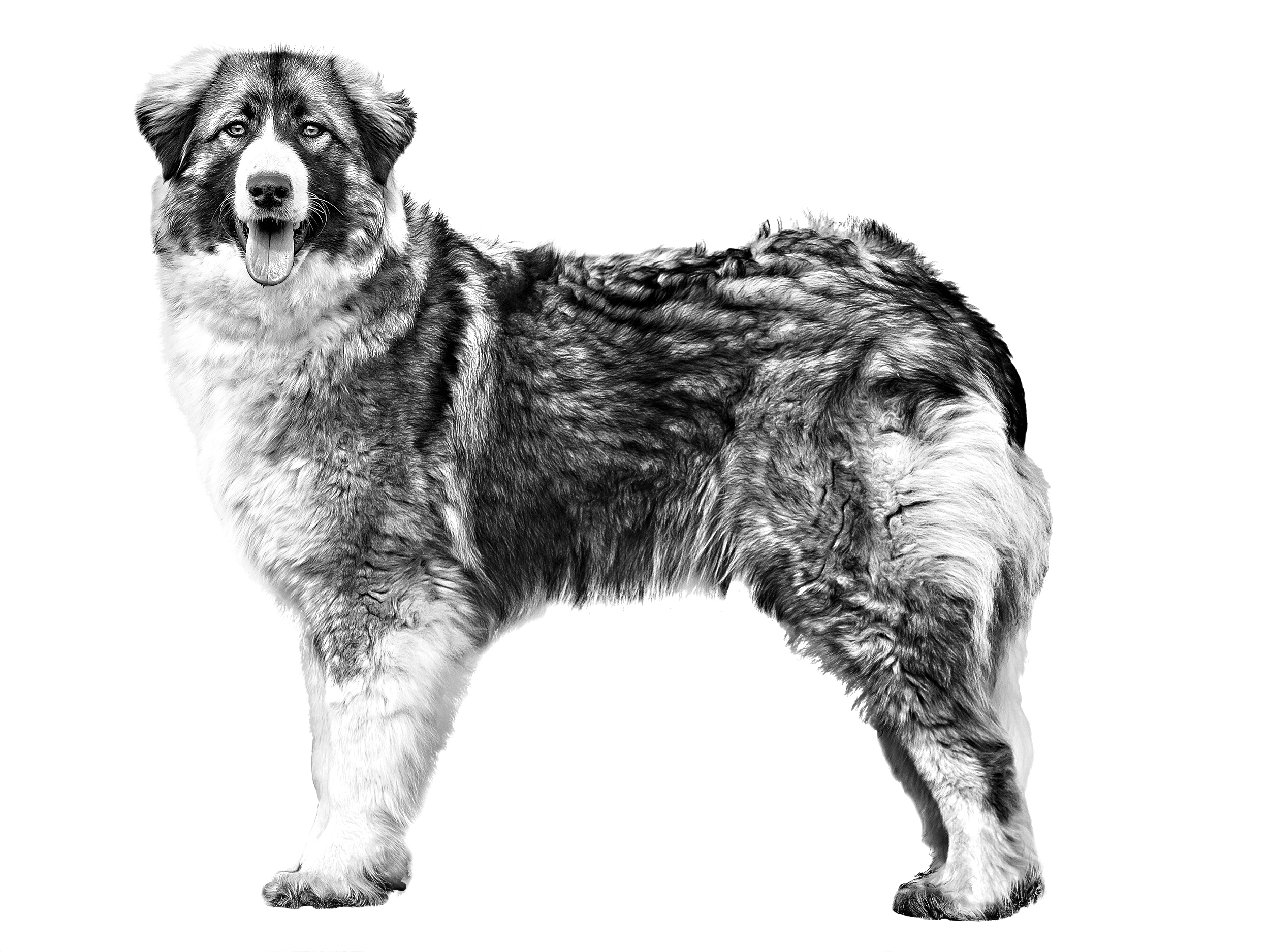 Romanian Carpathian Shepherd Dog adulto in bianco e nero