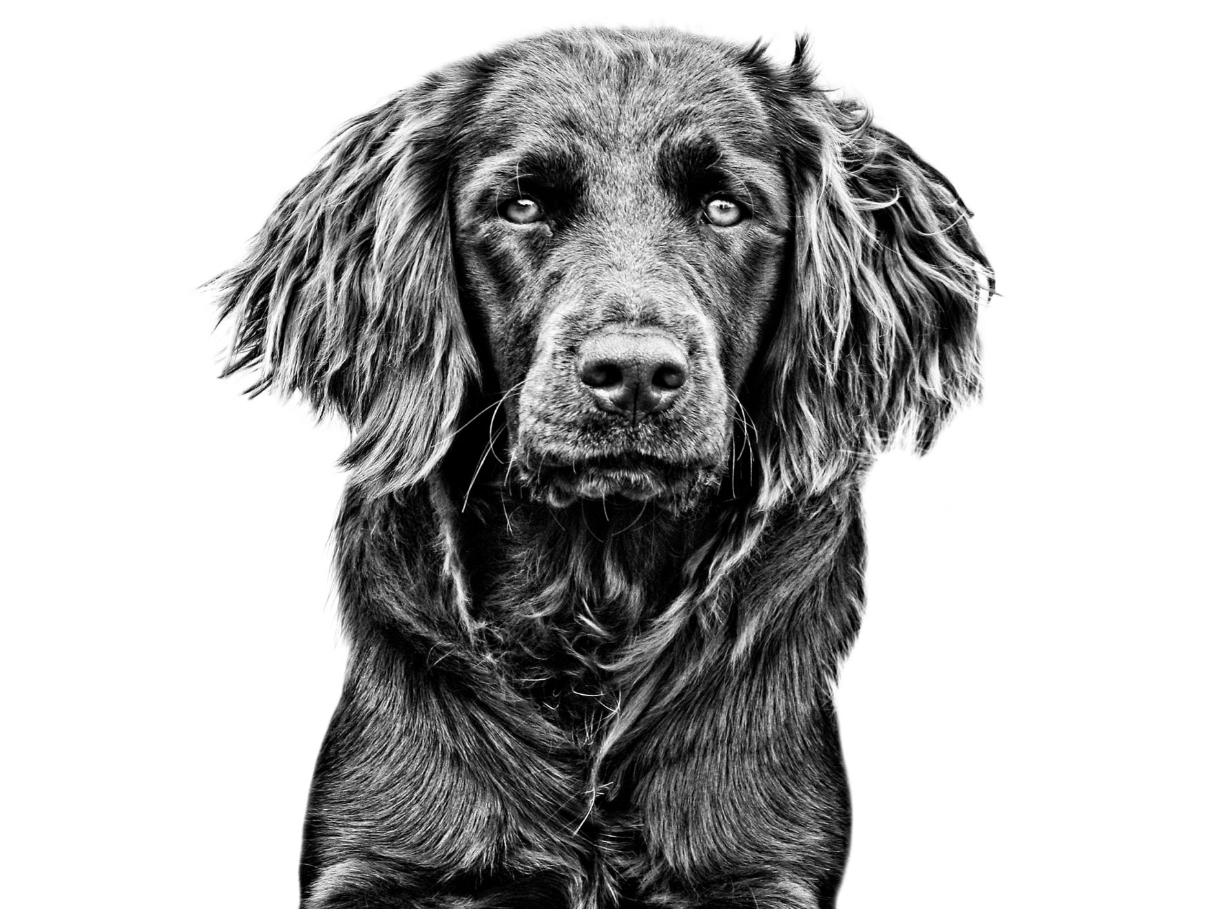 German Spaniel adult black and white