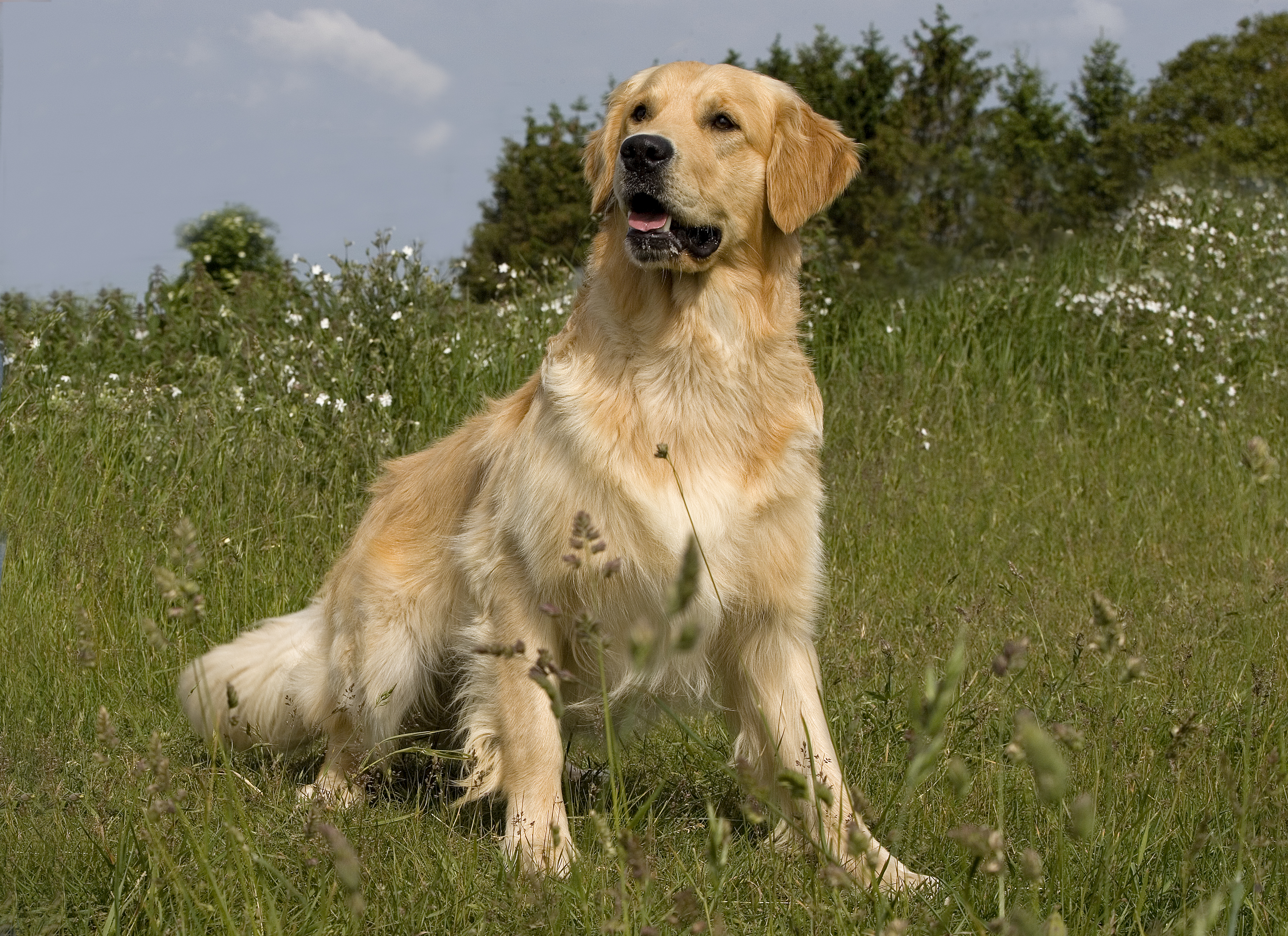 Golden retriever adult outside in long grass