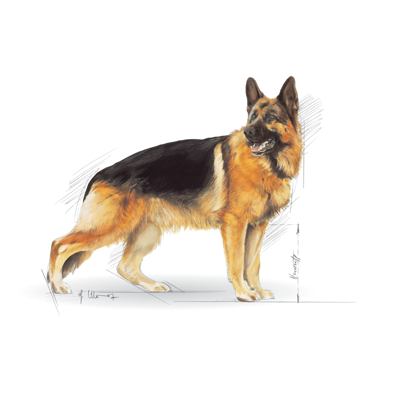 German Shepherd Adult Yetişkin Köpek Kuru Maması