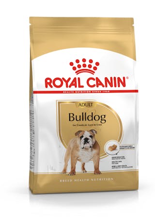 Bulldog Adult