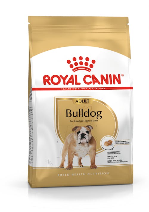 Bulldog Adult