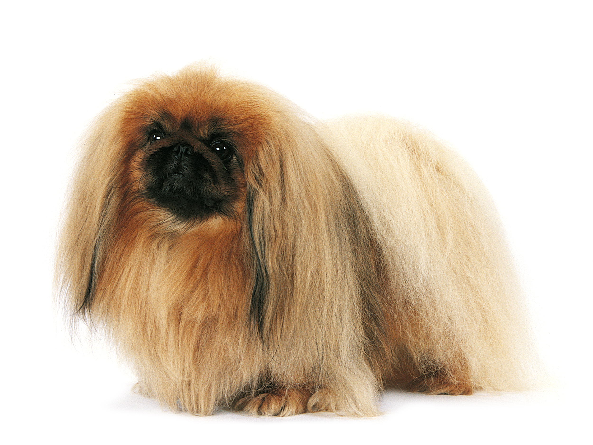 Pekingese adult black and white