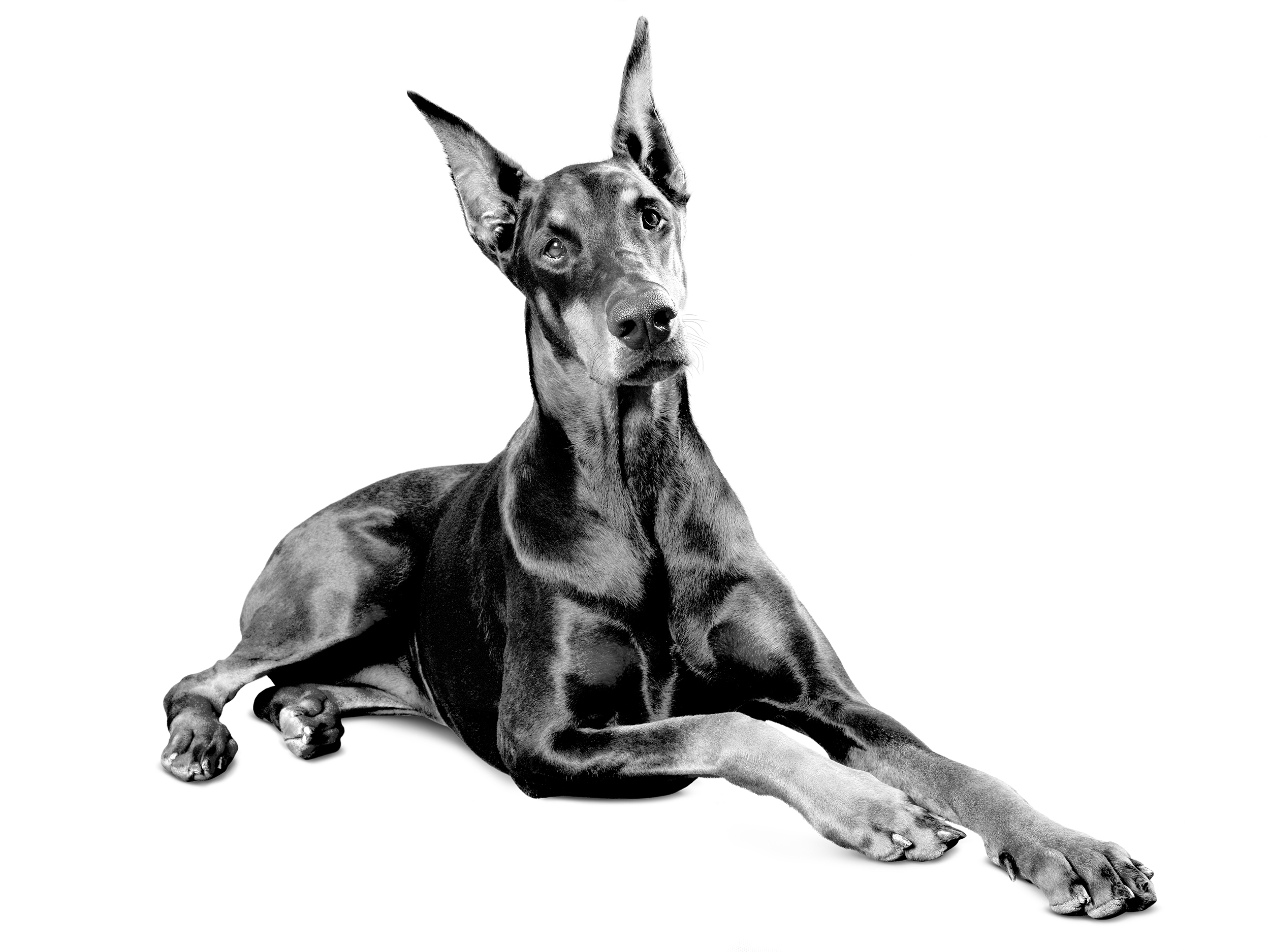 Doberman Pinscher adult in black and white