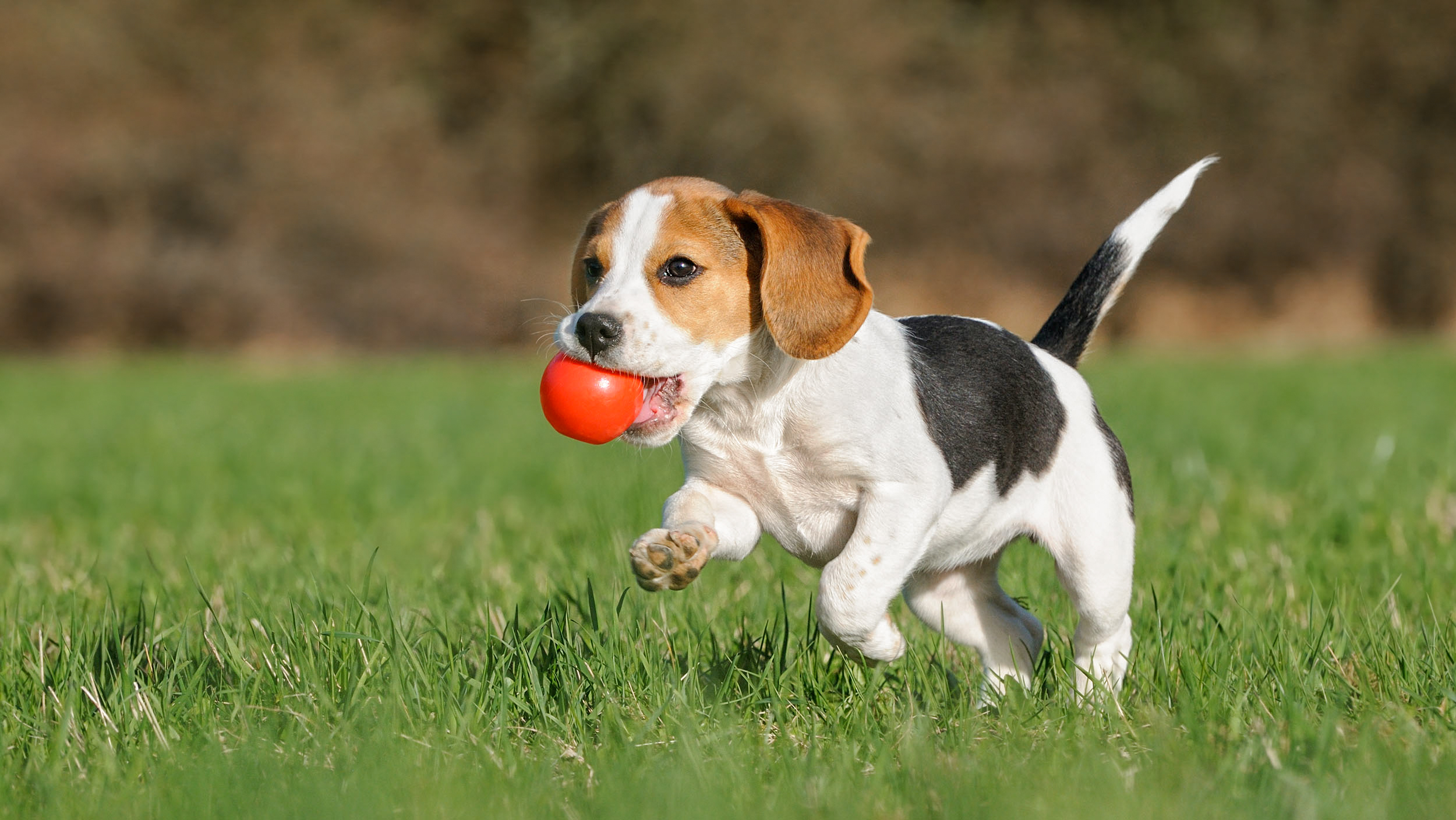 Beagle yavrusu ağzında kırmızı bir top ile açık havada koşturuyor.