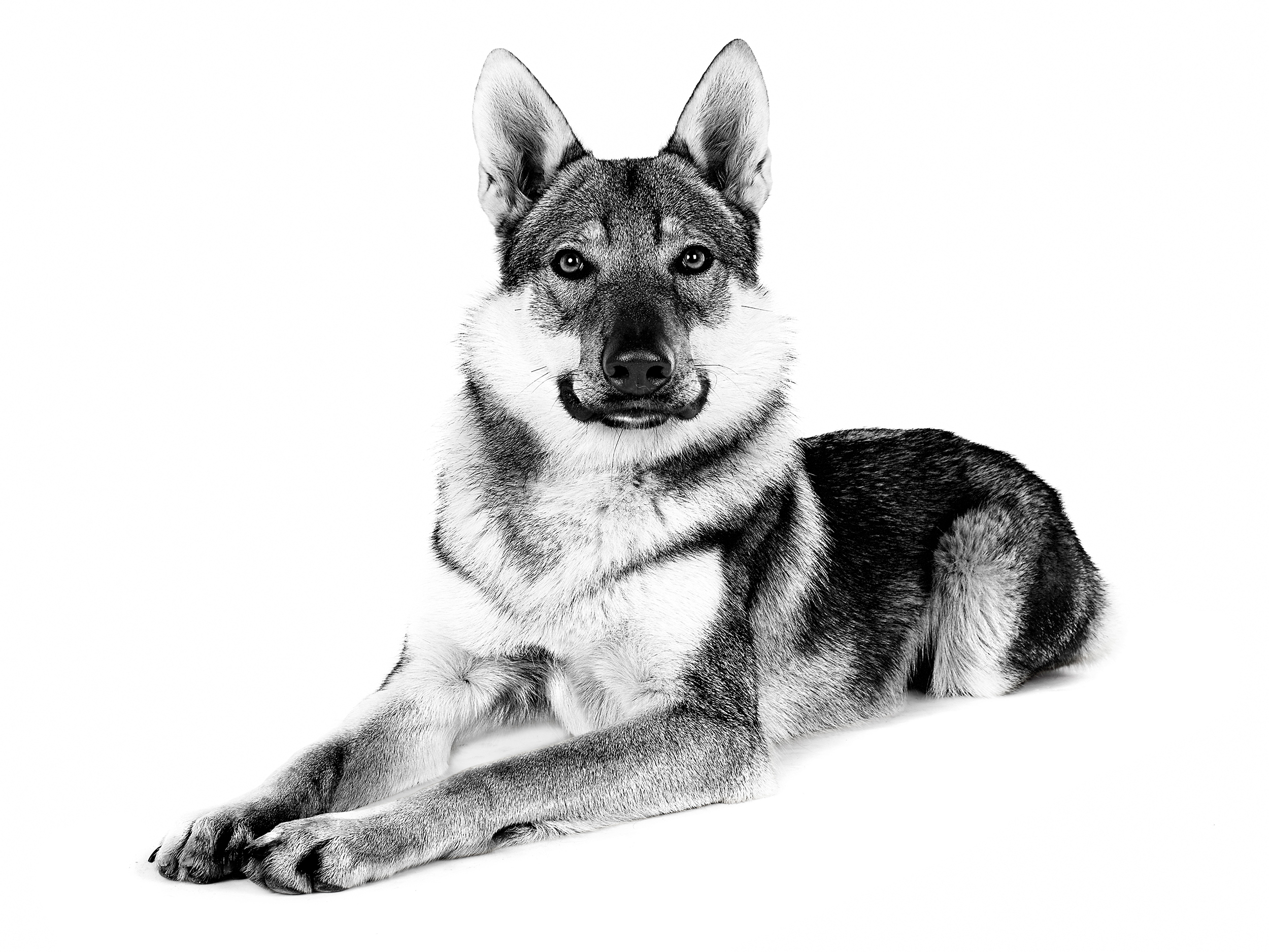 Взрослая чехословацкая волчья собака в положении лежа, черно-белое изображение