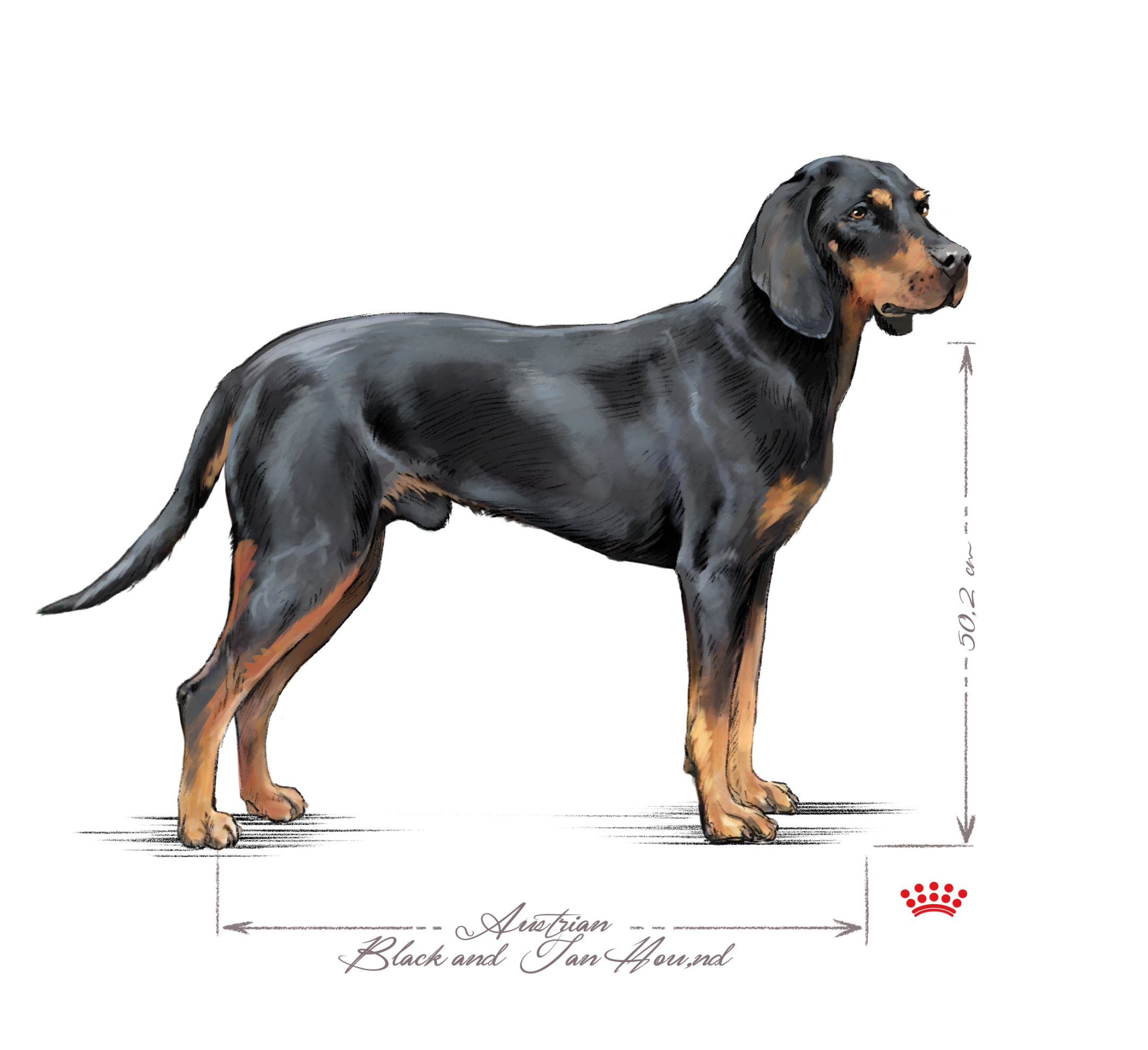 Austrian black and tan hound black and white