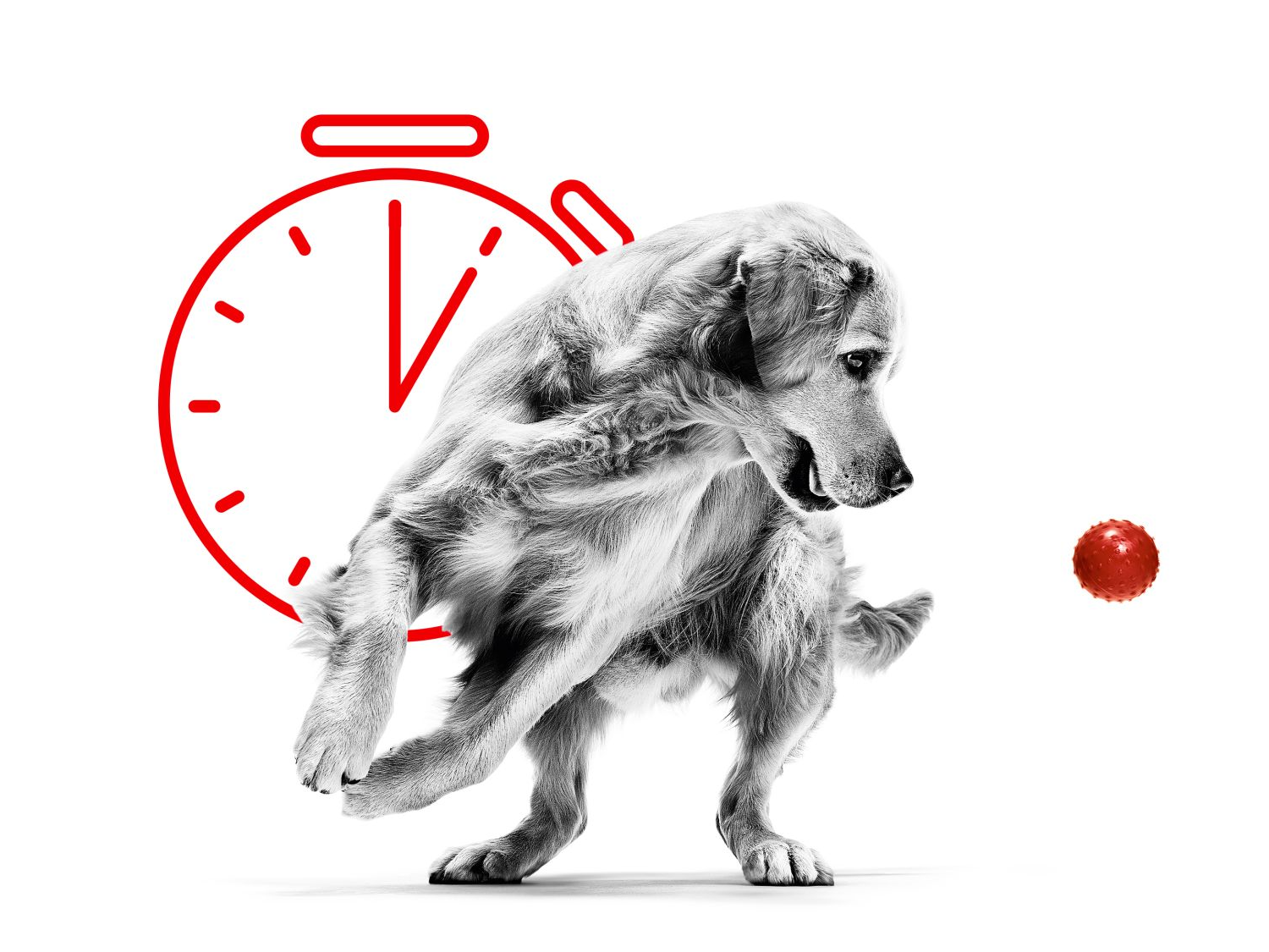 Volwassen Golden Retriever in zwart-wit spelend met een rode bal met een stopwatch-afbeelding erachter