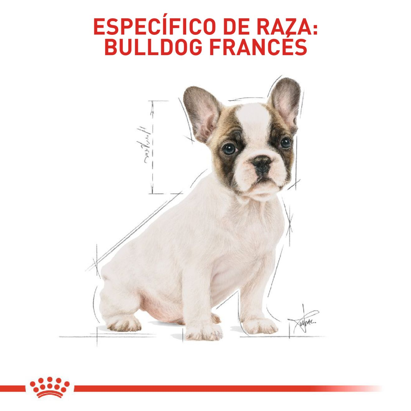 French Bulldog Cachorro