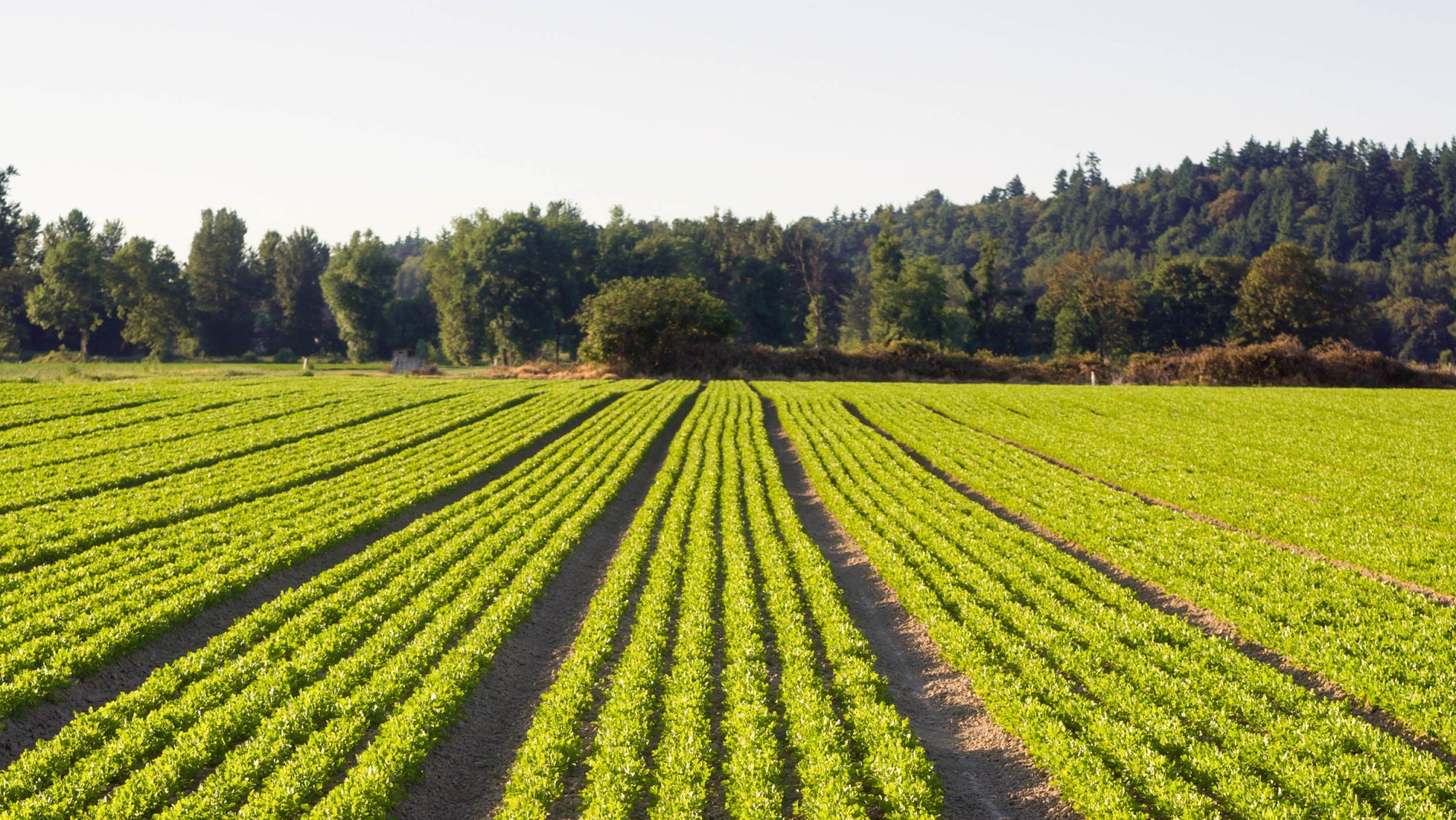 Green farm land