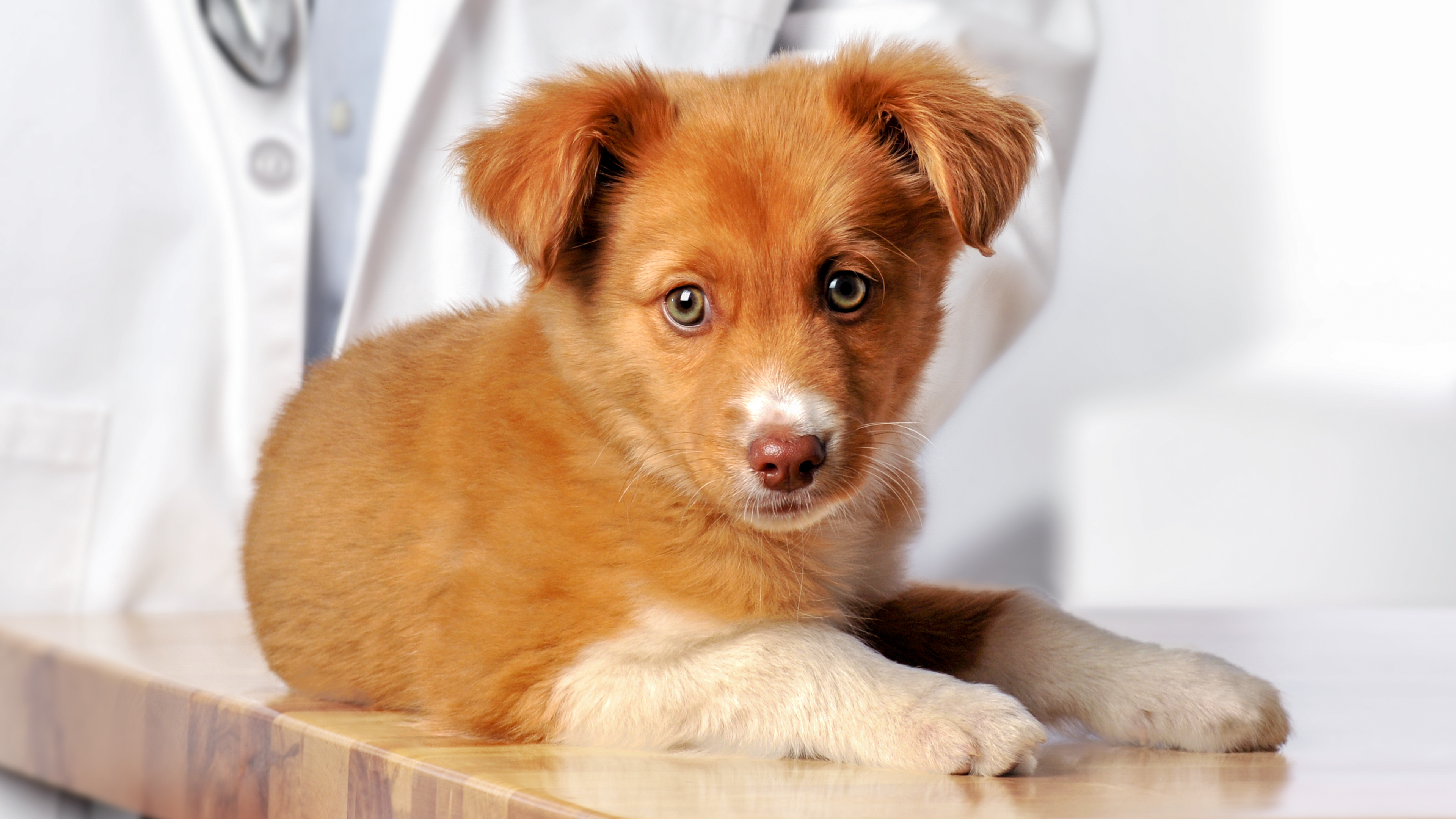 Puppy lying down on a table at the vets