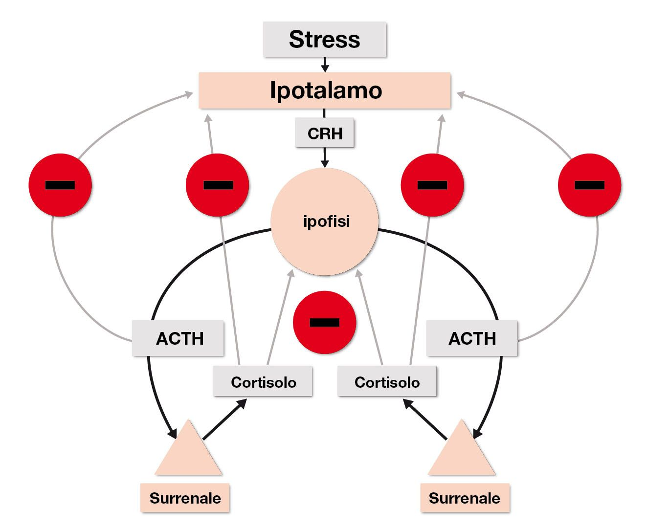 L’asse ipotalamoipofisisurrene in un animale normale assicura l’omeostasi sierica del cortisolo