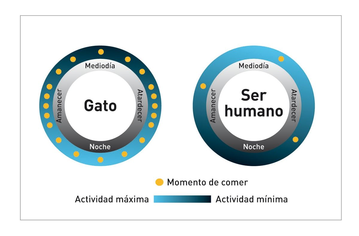 Tal y como se muestra en estos diagramas, los patrones de actividad y de alimentación del gato difieren significativamente de los del ser humano.