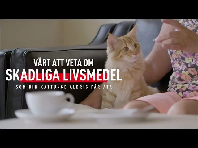 what-foods-are-toxic-for-my-cat