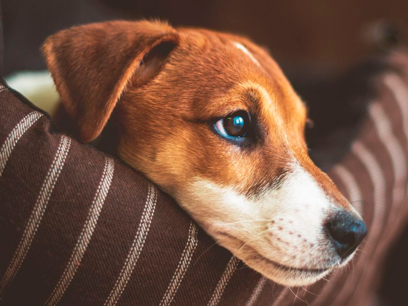 Yavru Jack Russell Terrier, köpek yatağında uzanıyor.