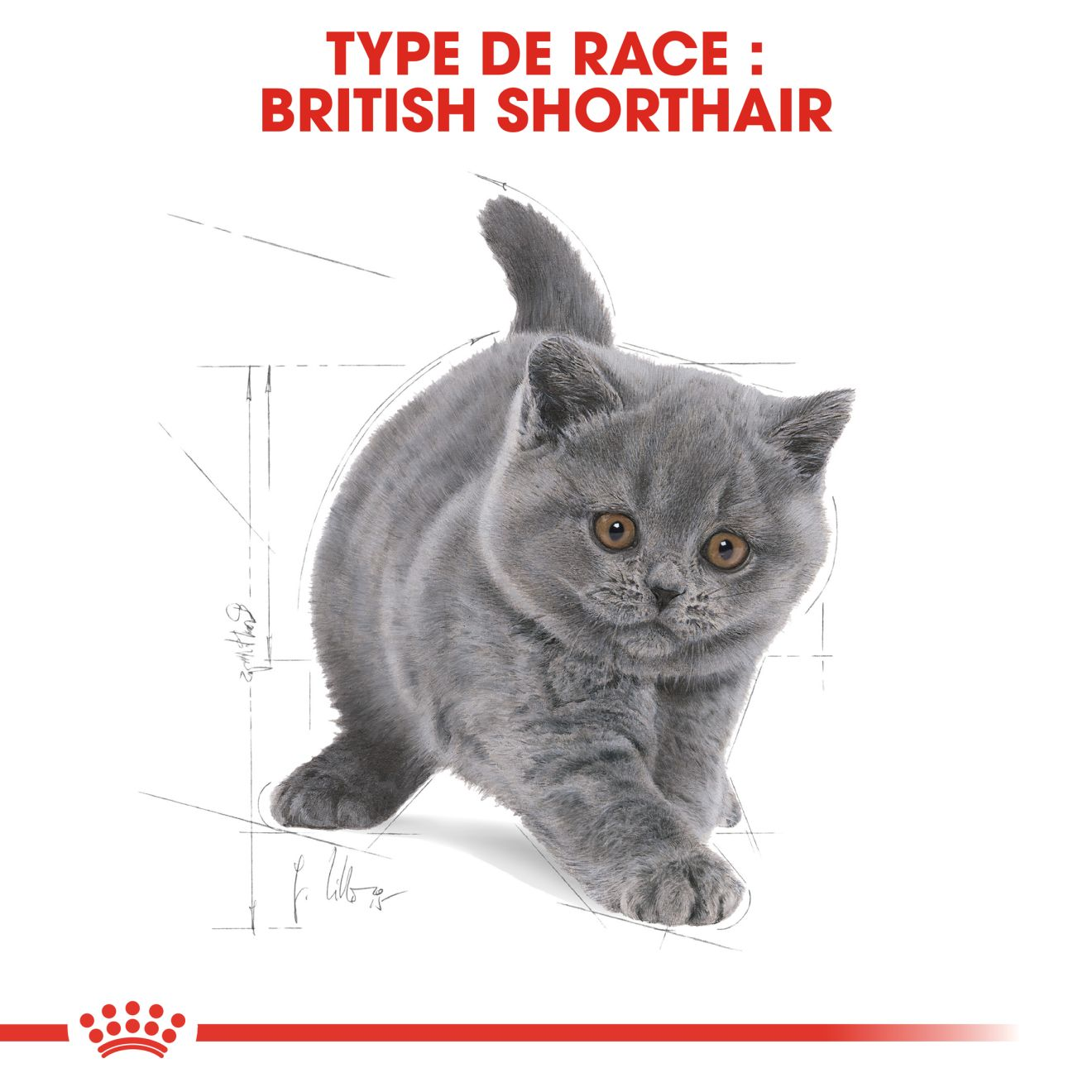 Chaton British Shorthair